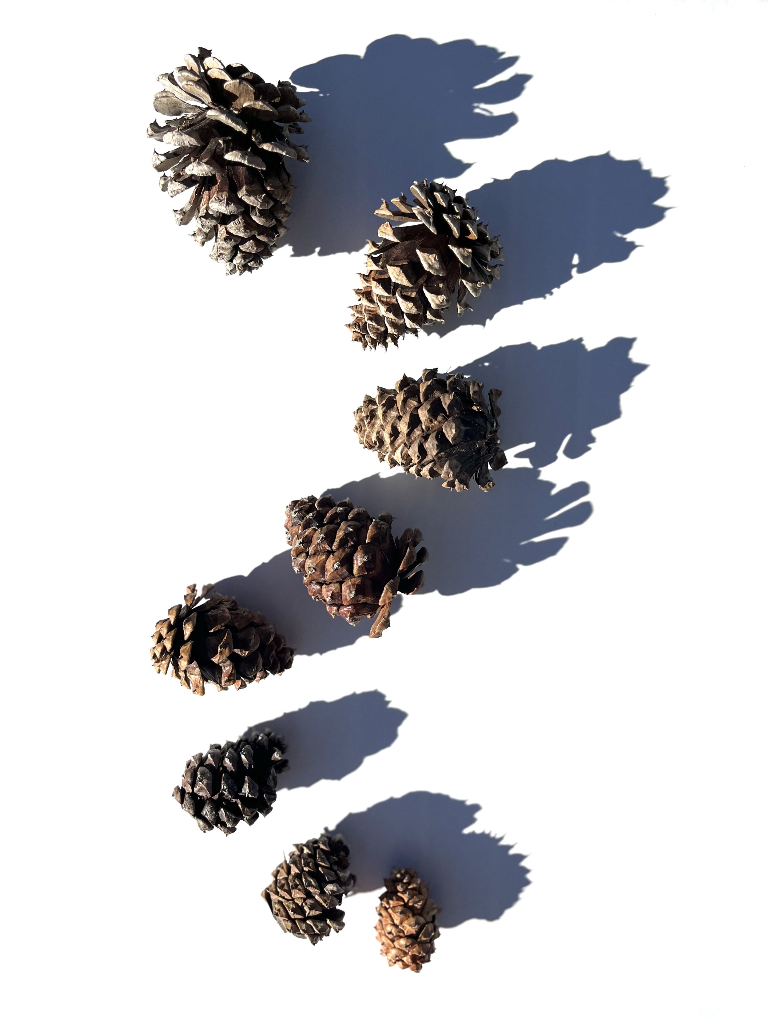 pine cone no.3