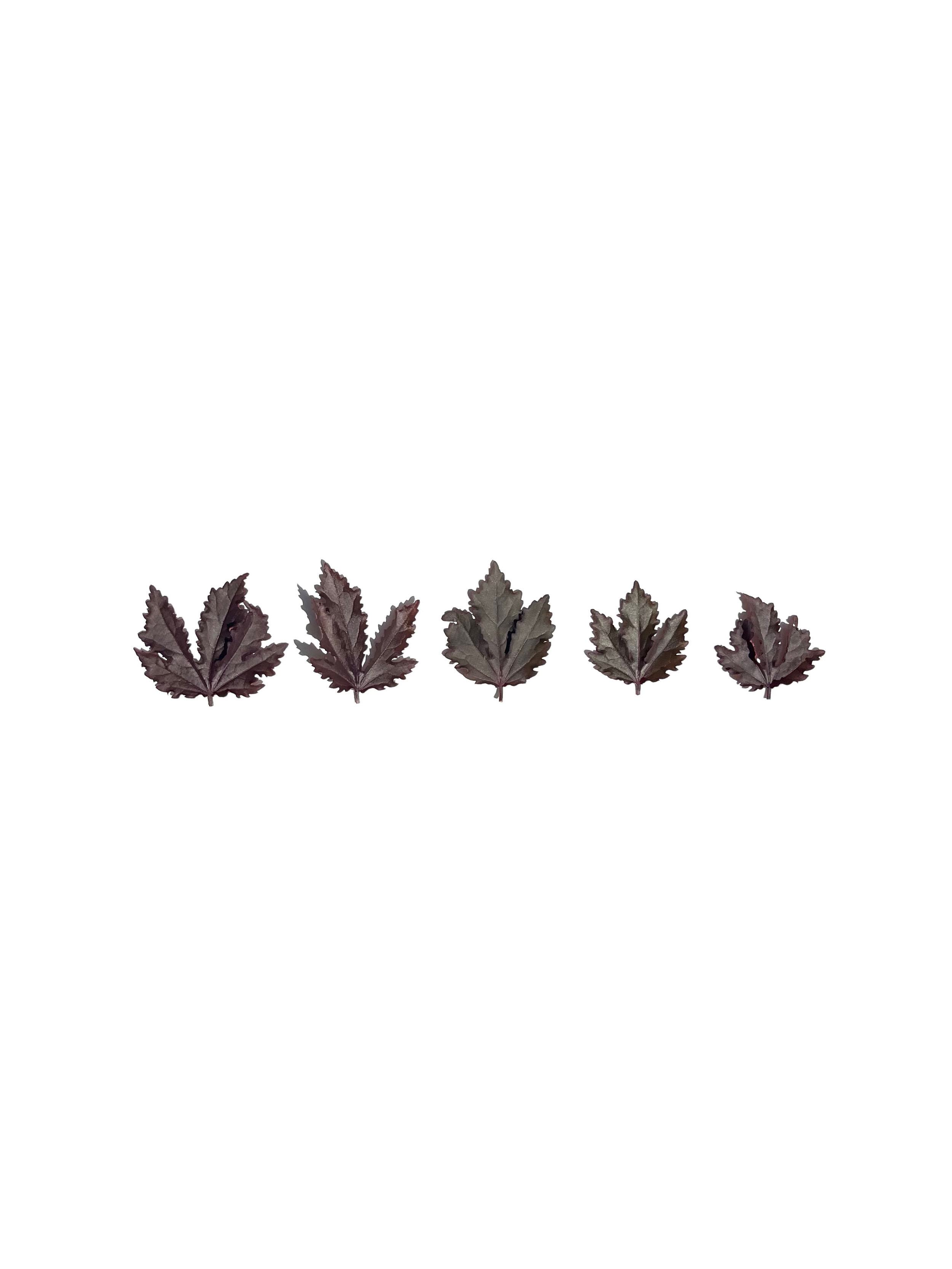cranberry hibiscus no.2