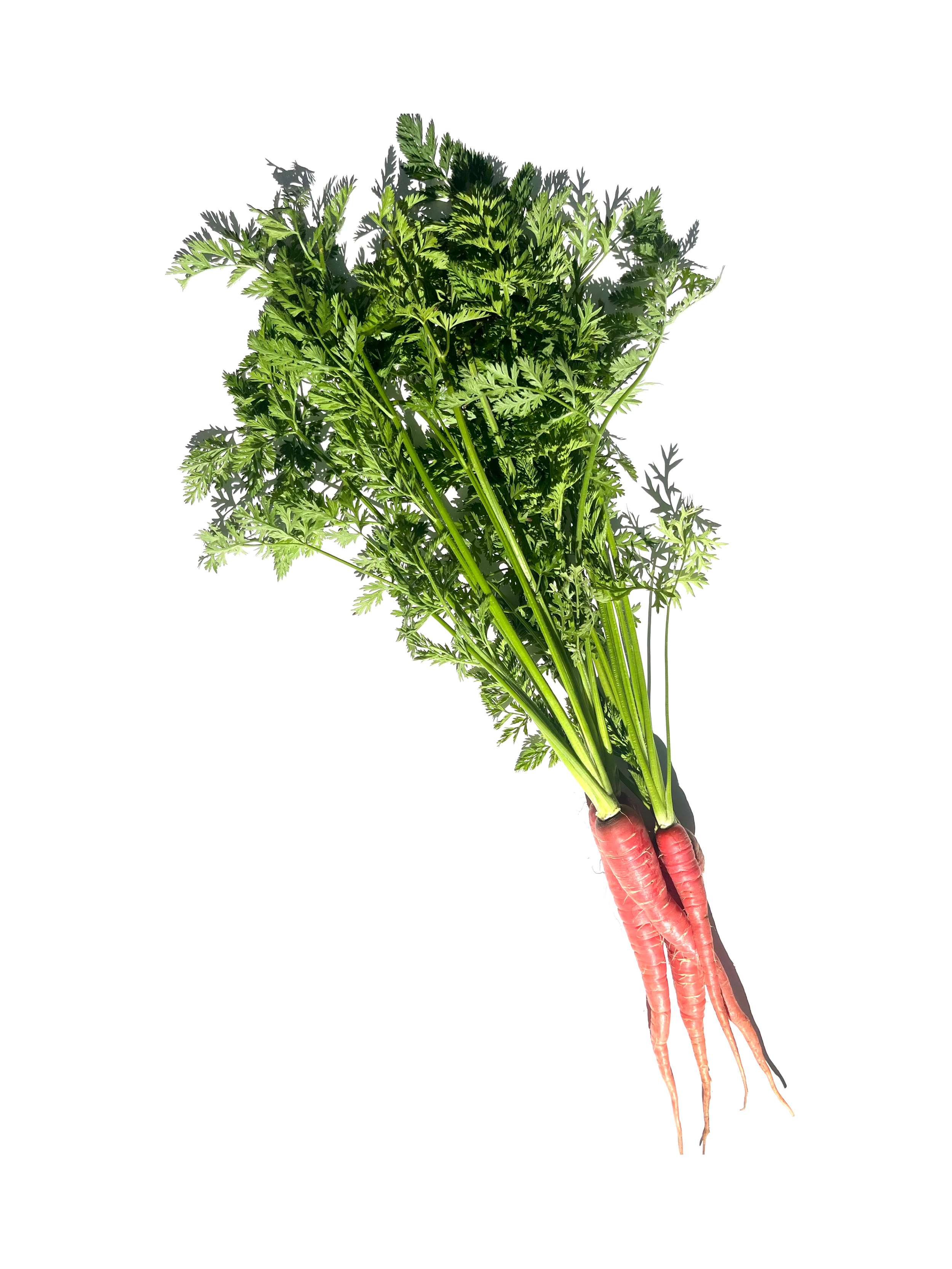 carrot no.3