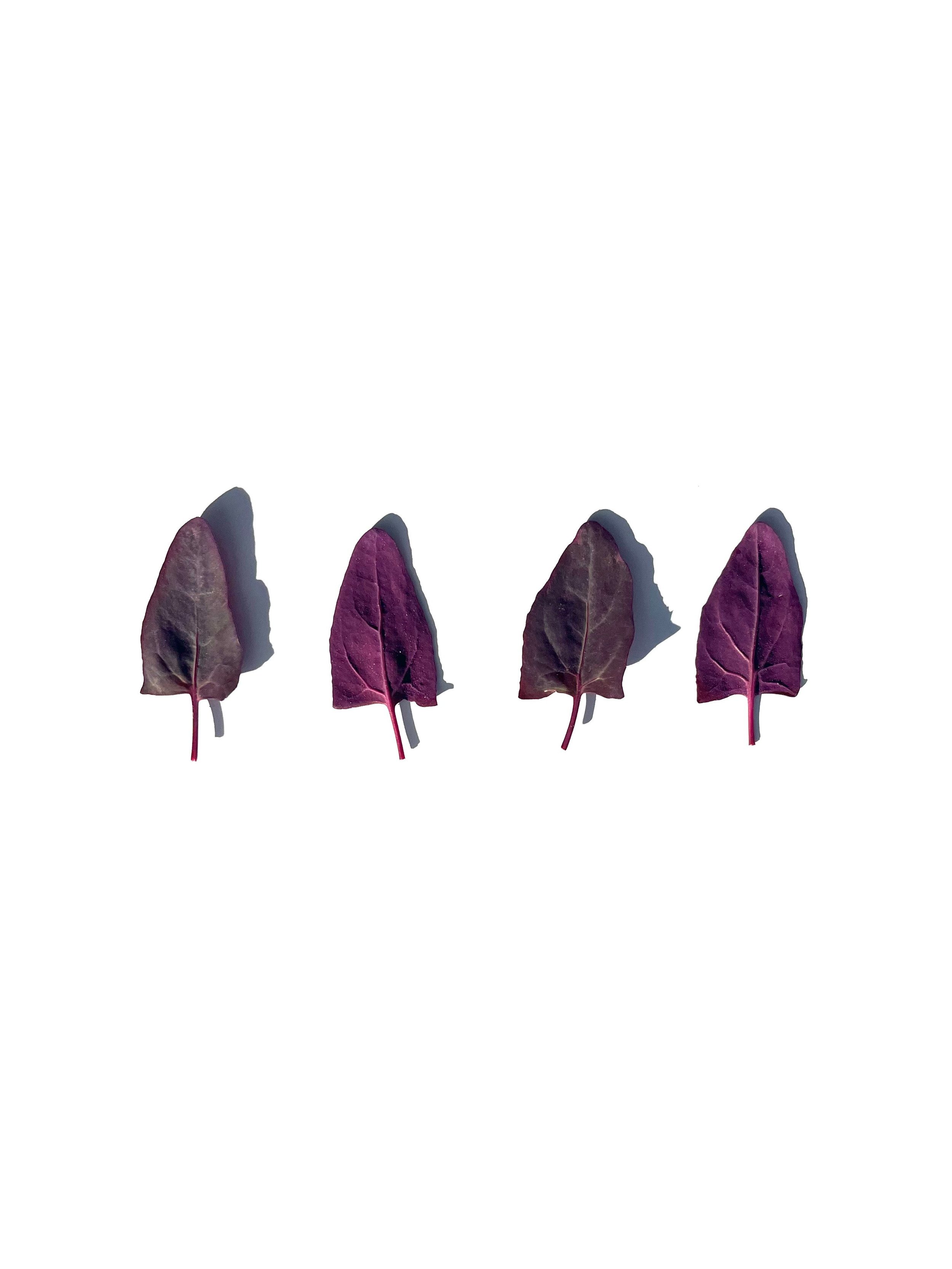 orach no.2