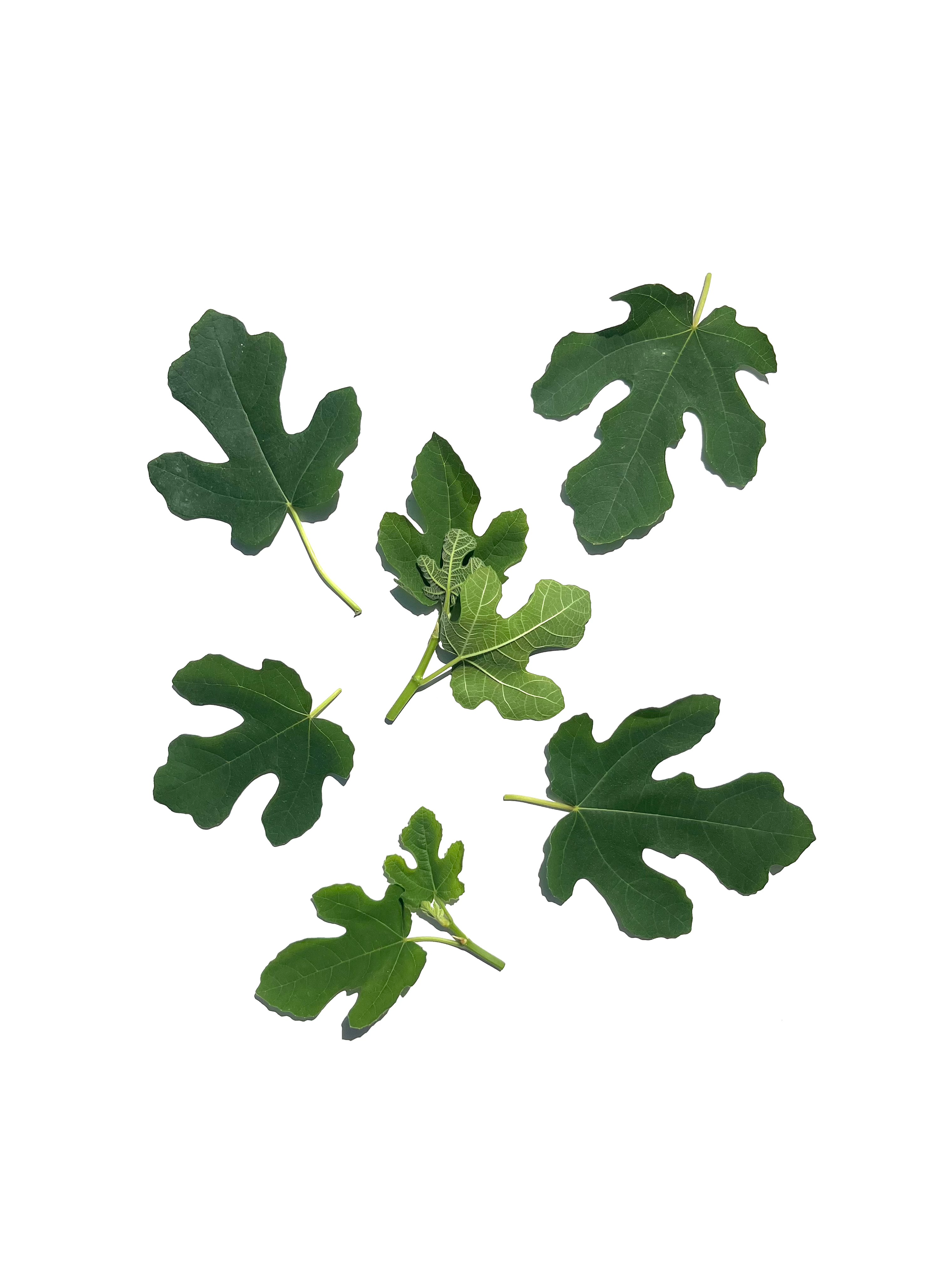 fig leaf no.3