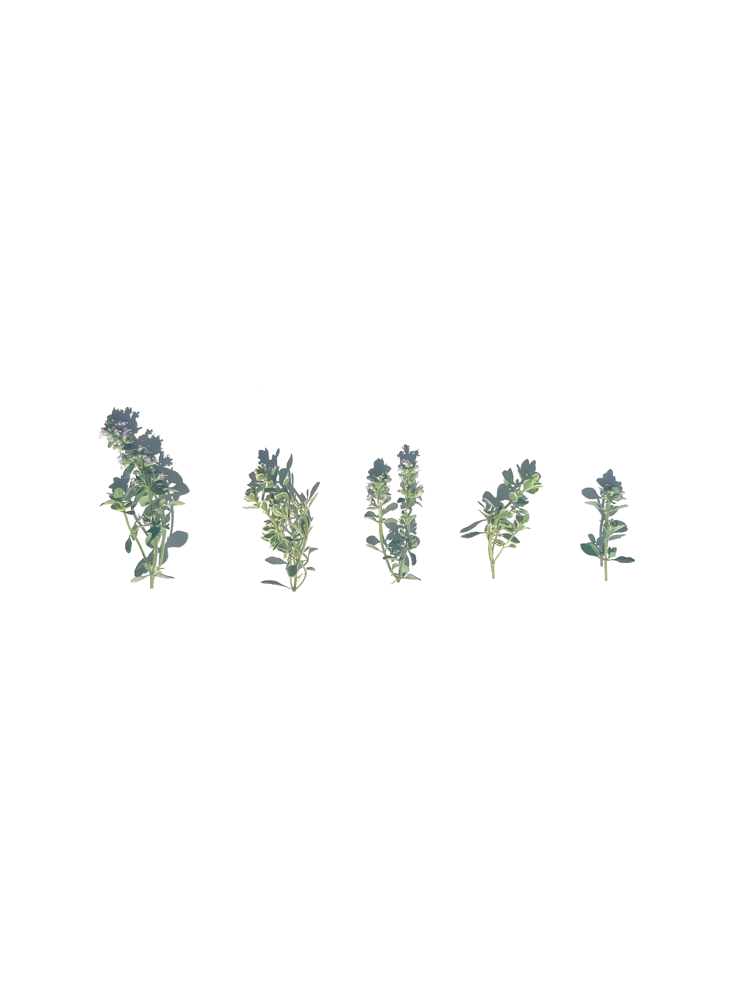 lemon thyme no.2