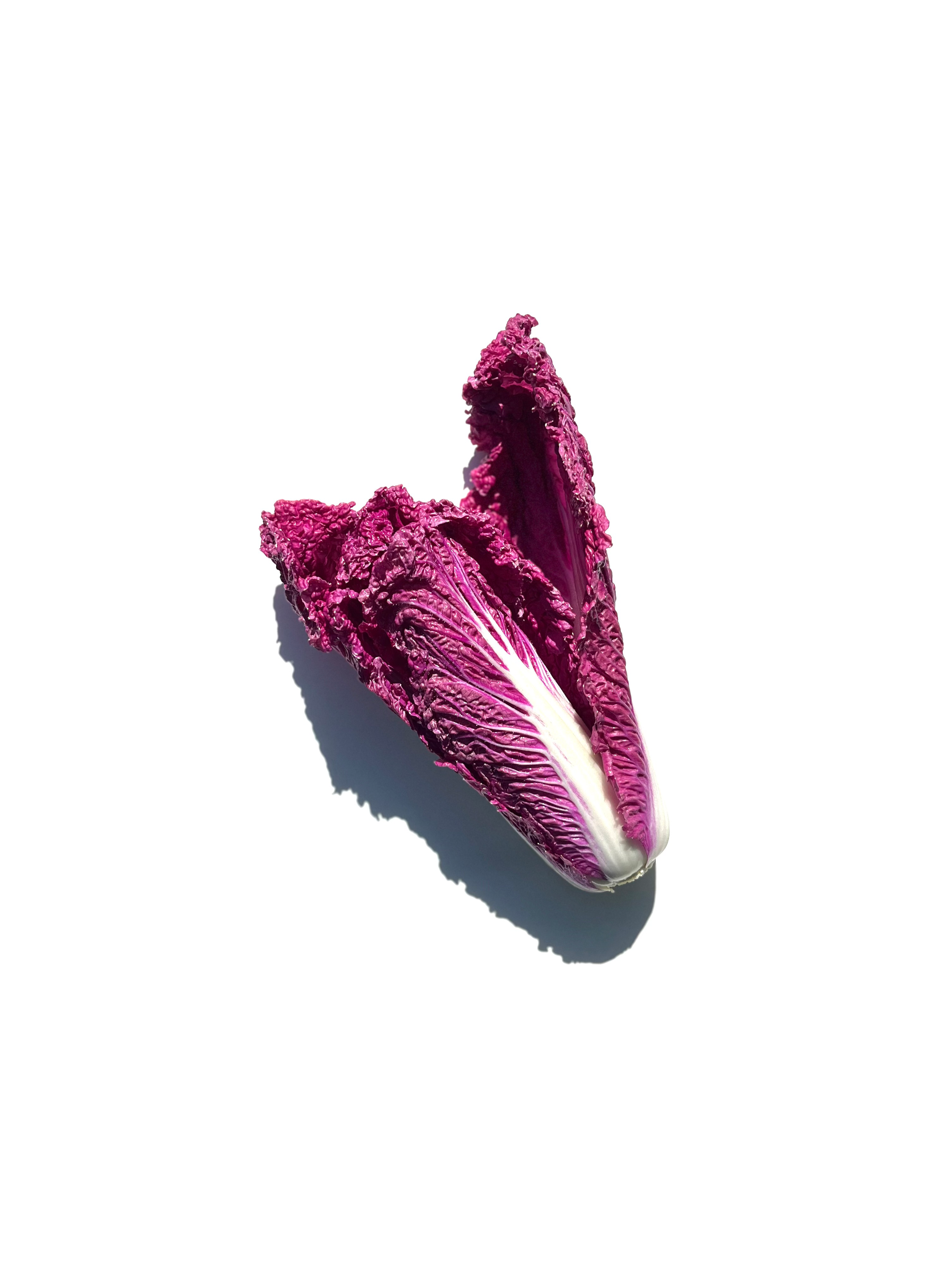 purple napa cabbage no.1