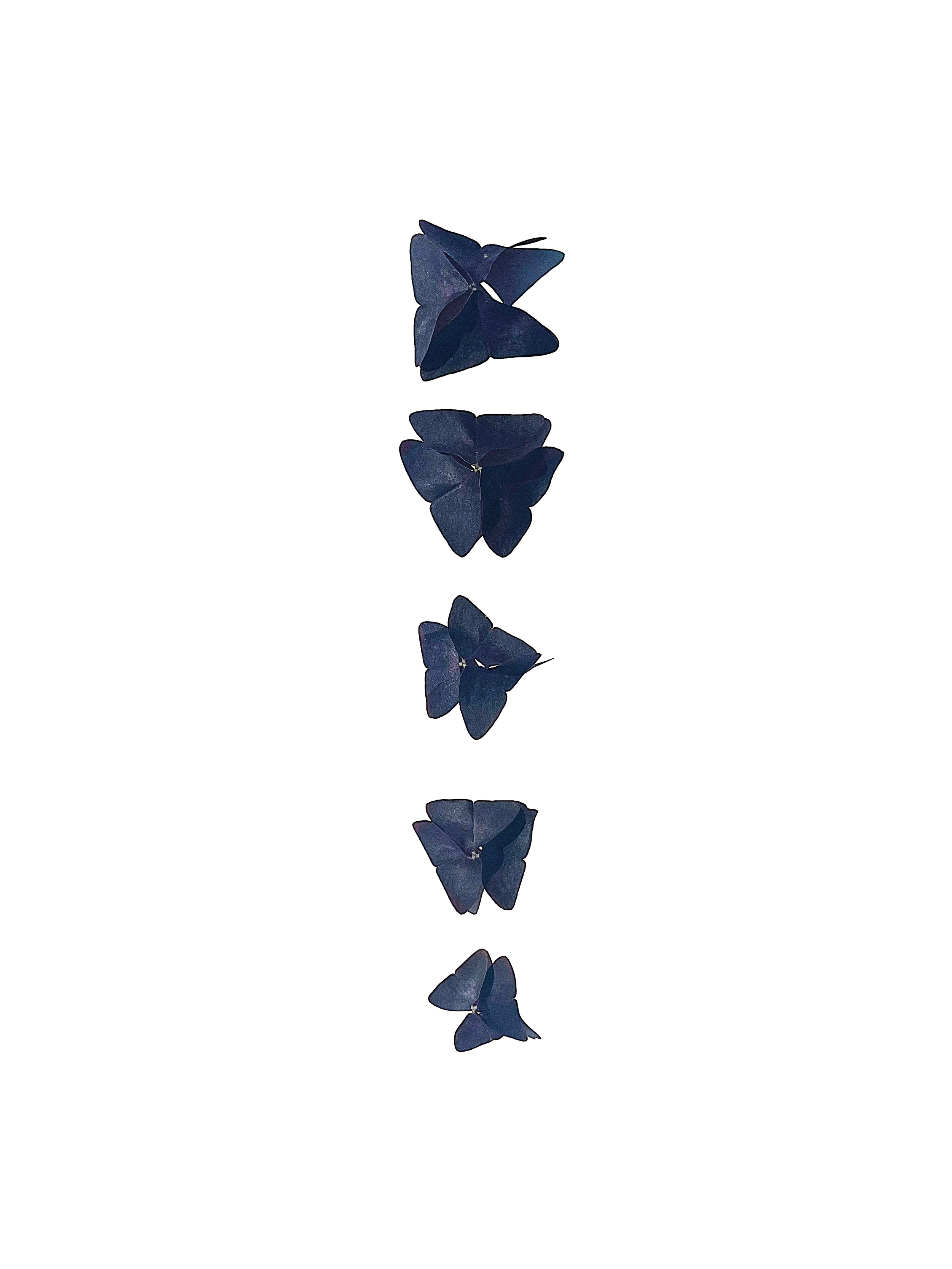 butterfly sorrel no.2