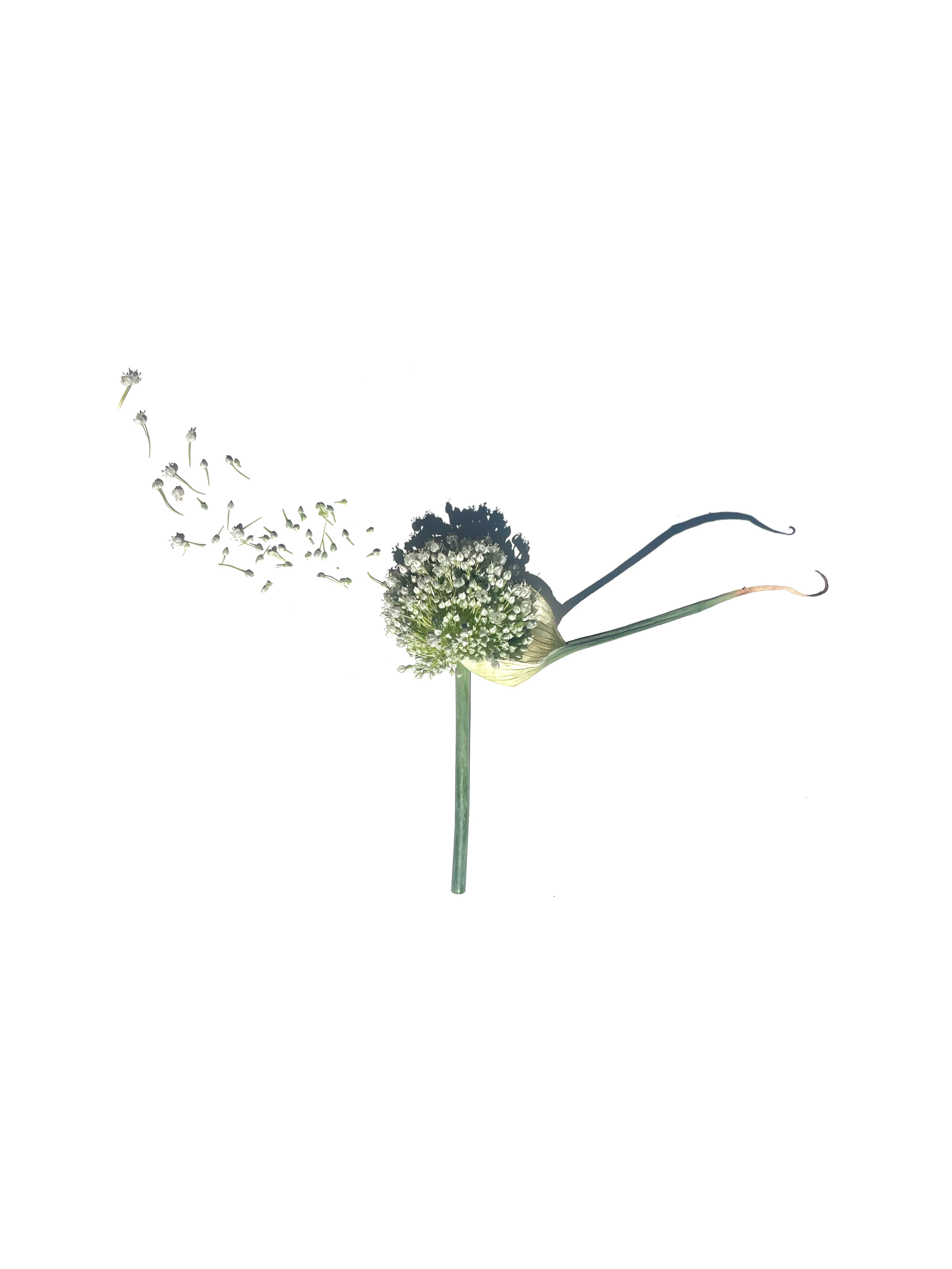 leek flower no.2