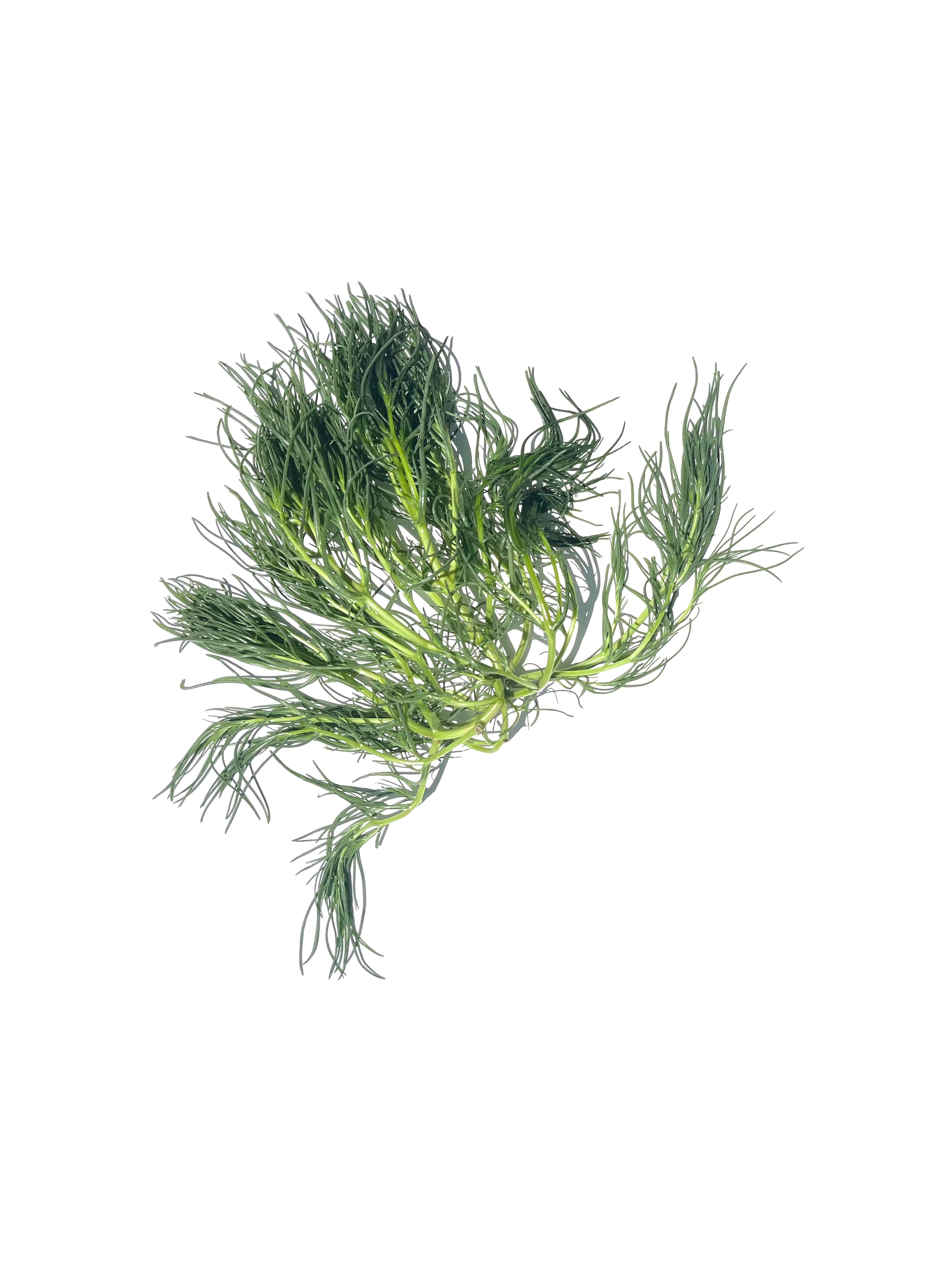 agretti no.1