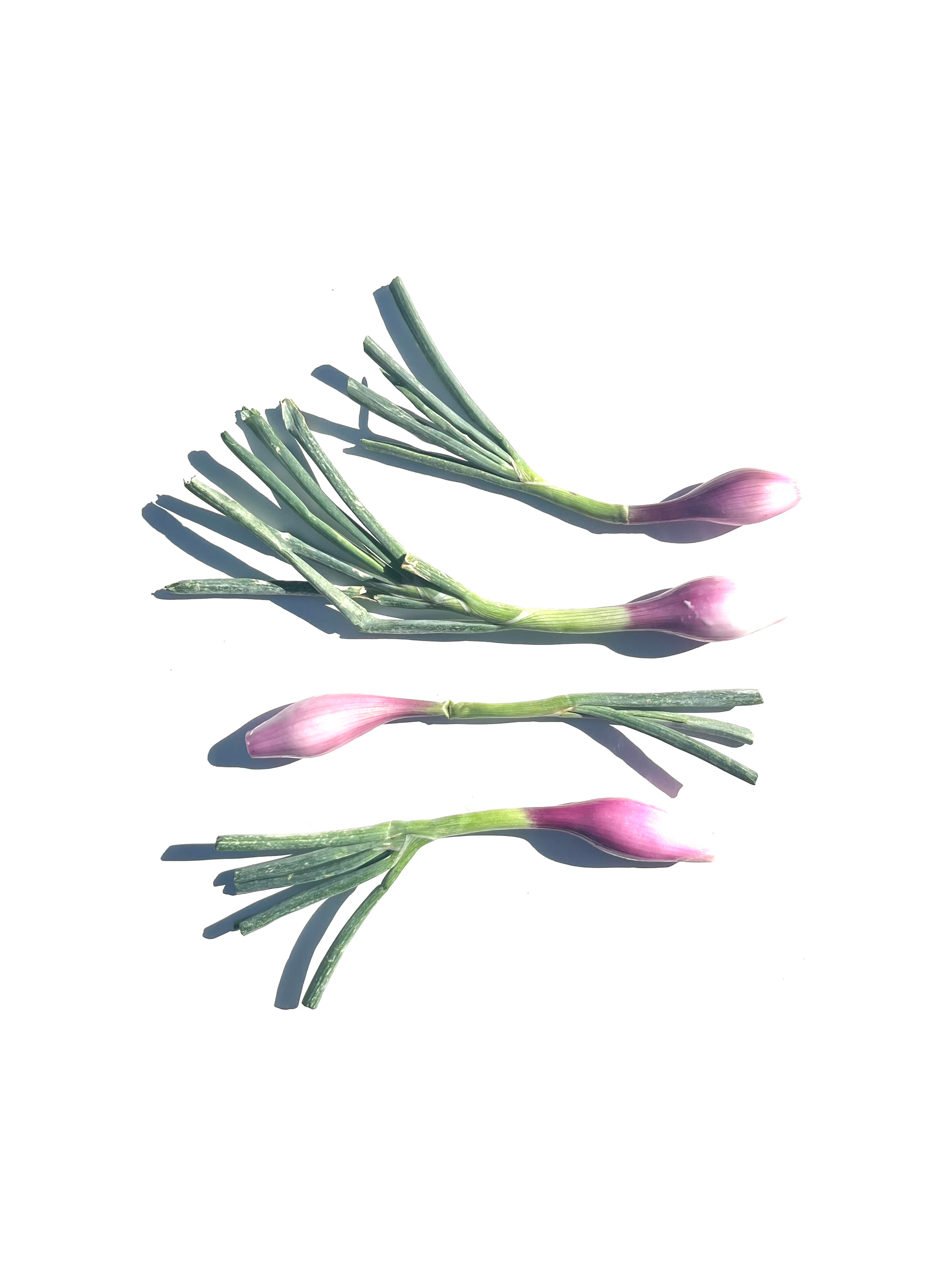 tropea onion no.3