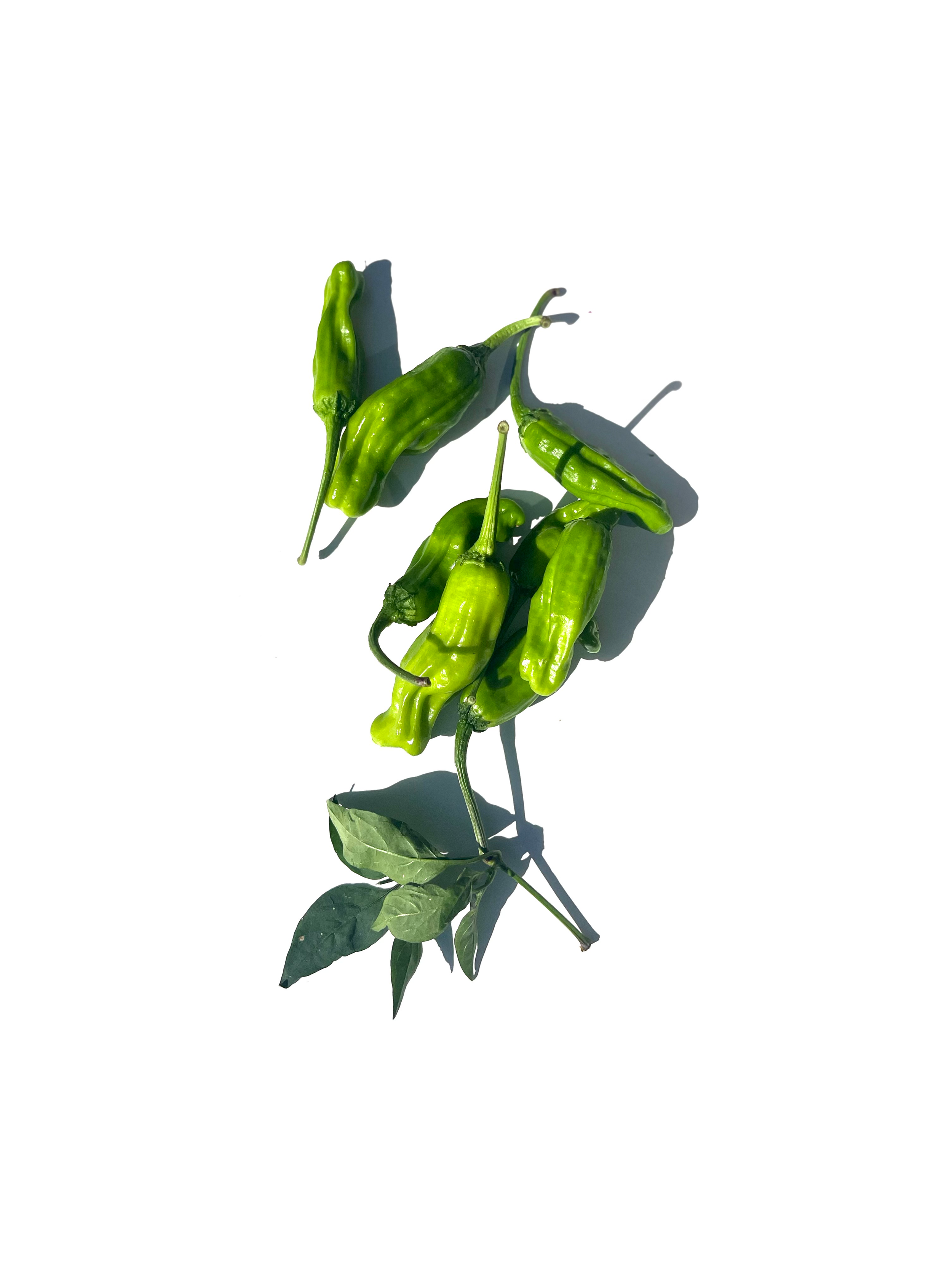 pepperoncini no.3