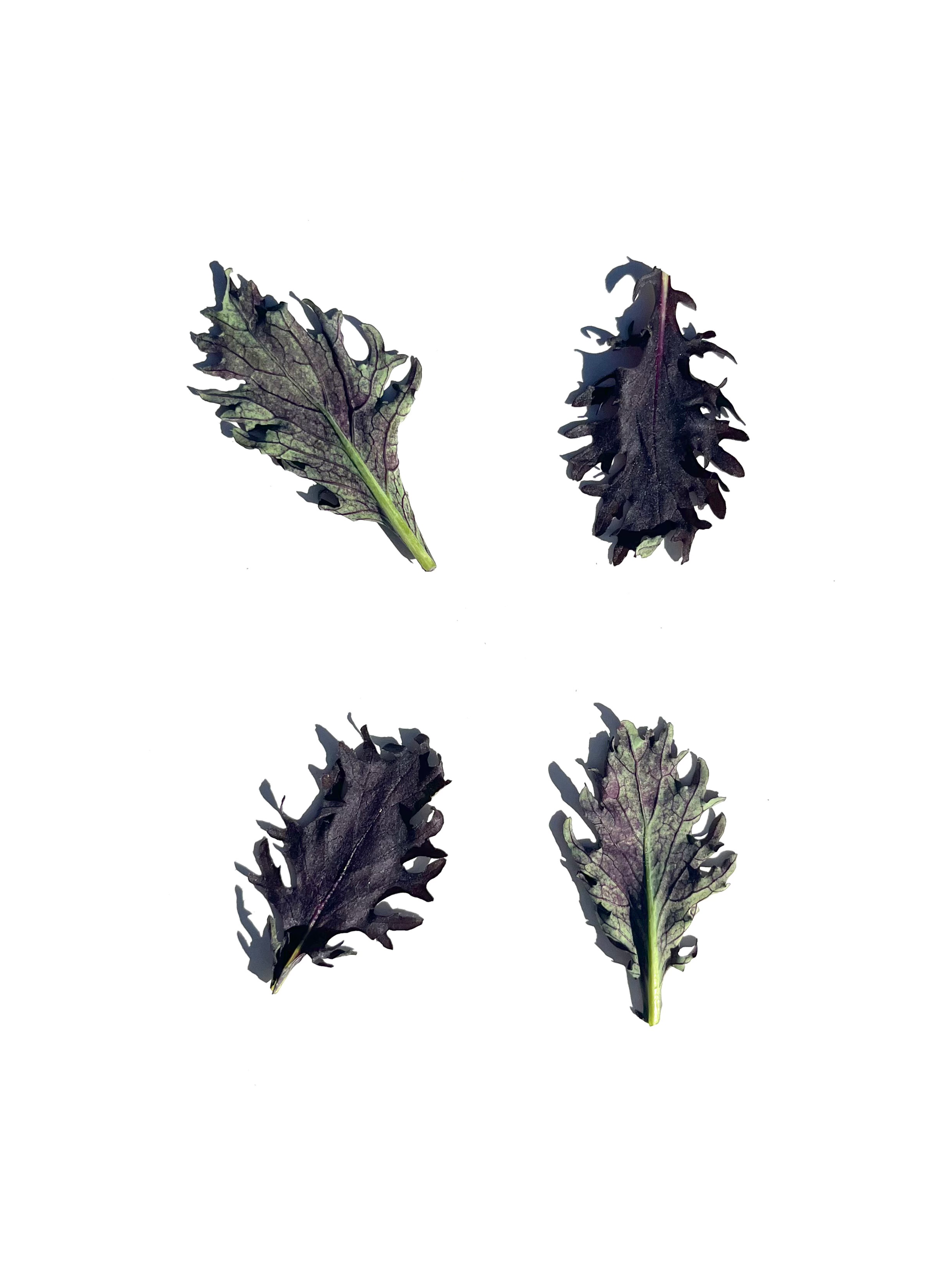 purple kale no.3