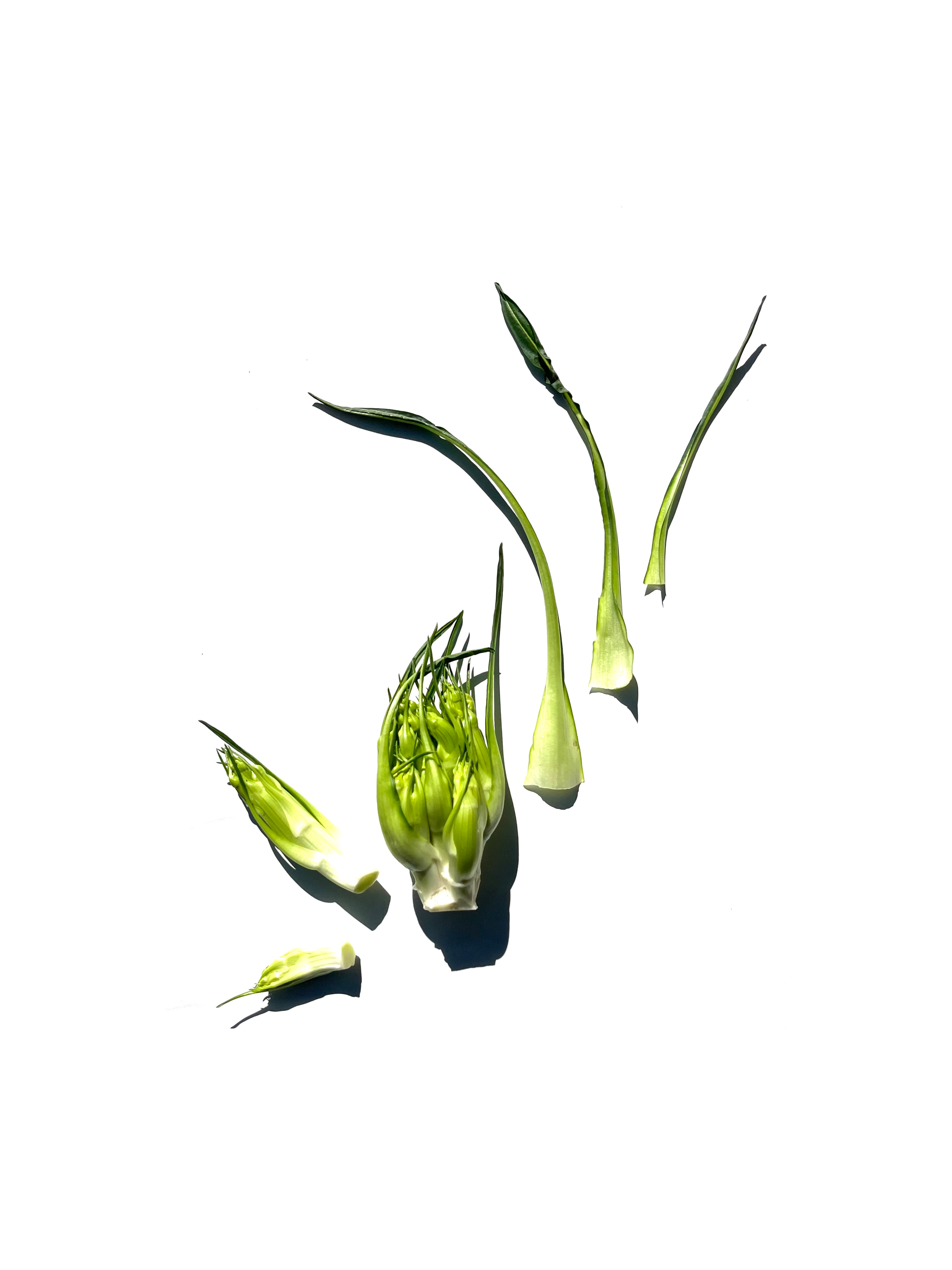 puntarelle no.3
