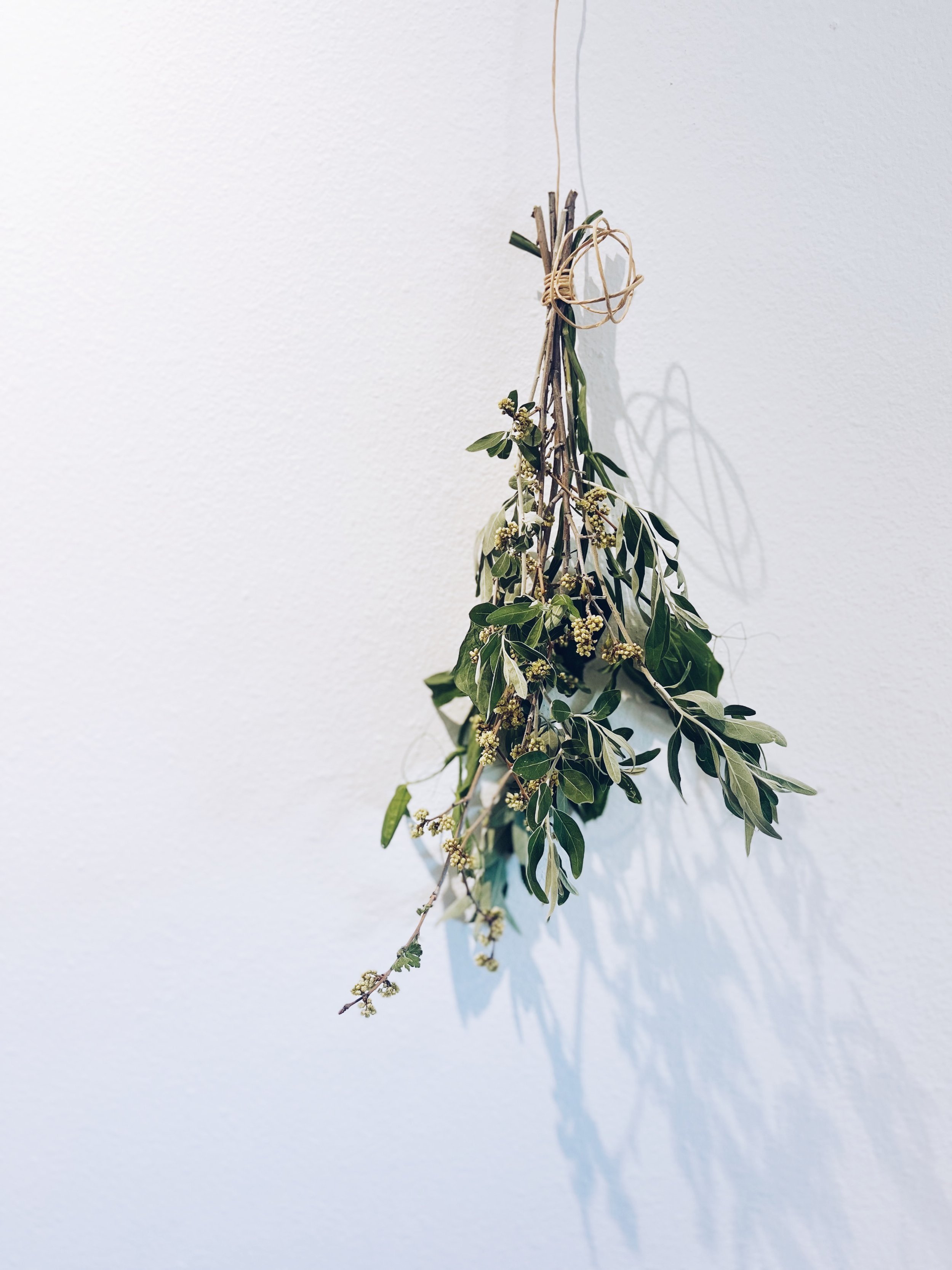 Hanging Botanicals