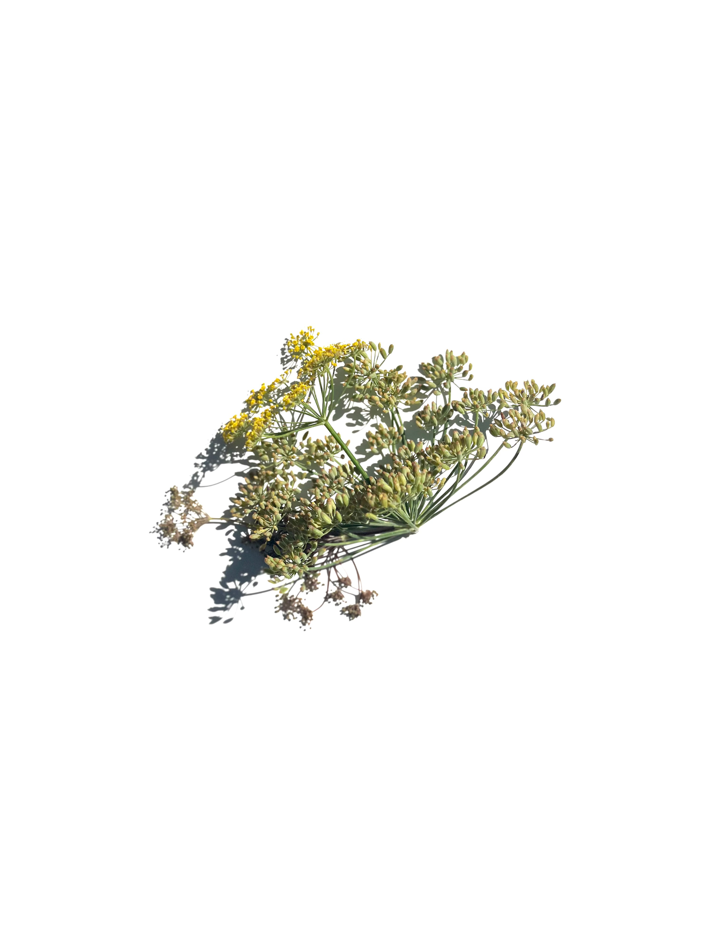 fennel flower no.1