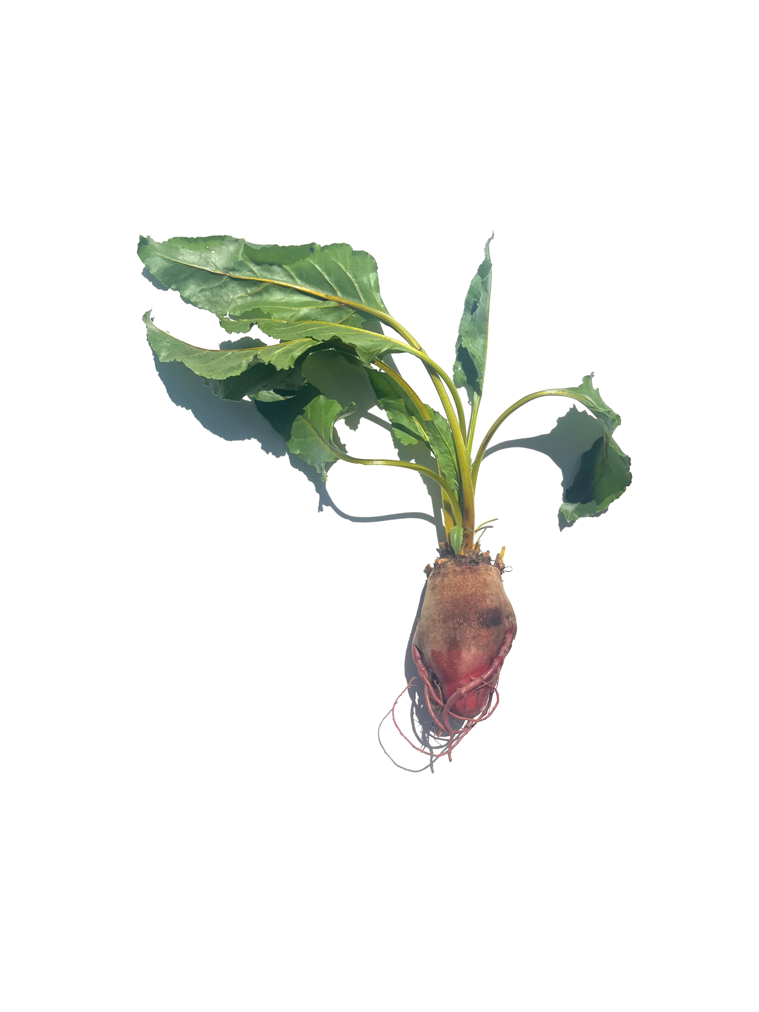 beet no.1