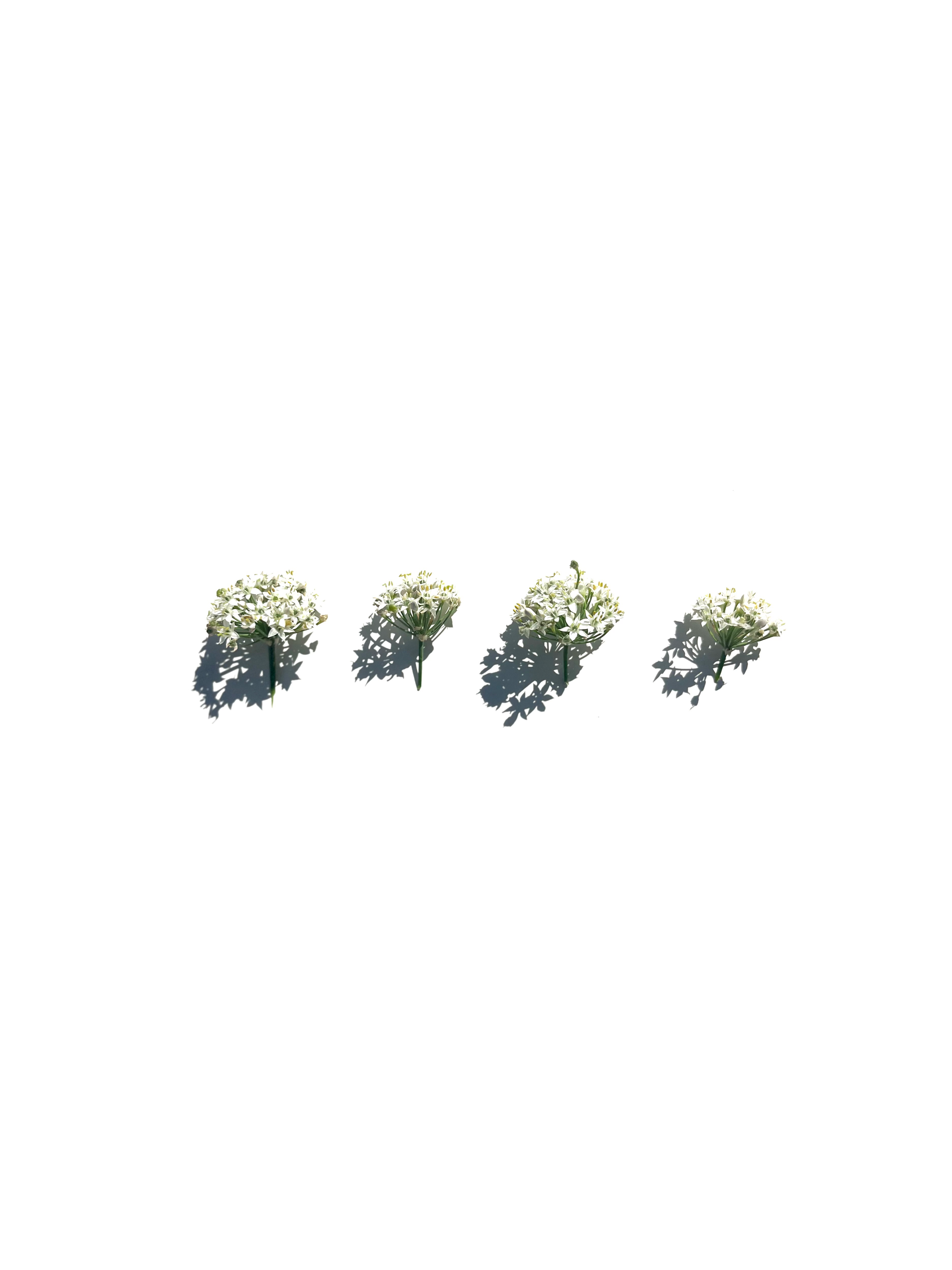 onion flower no.2