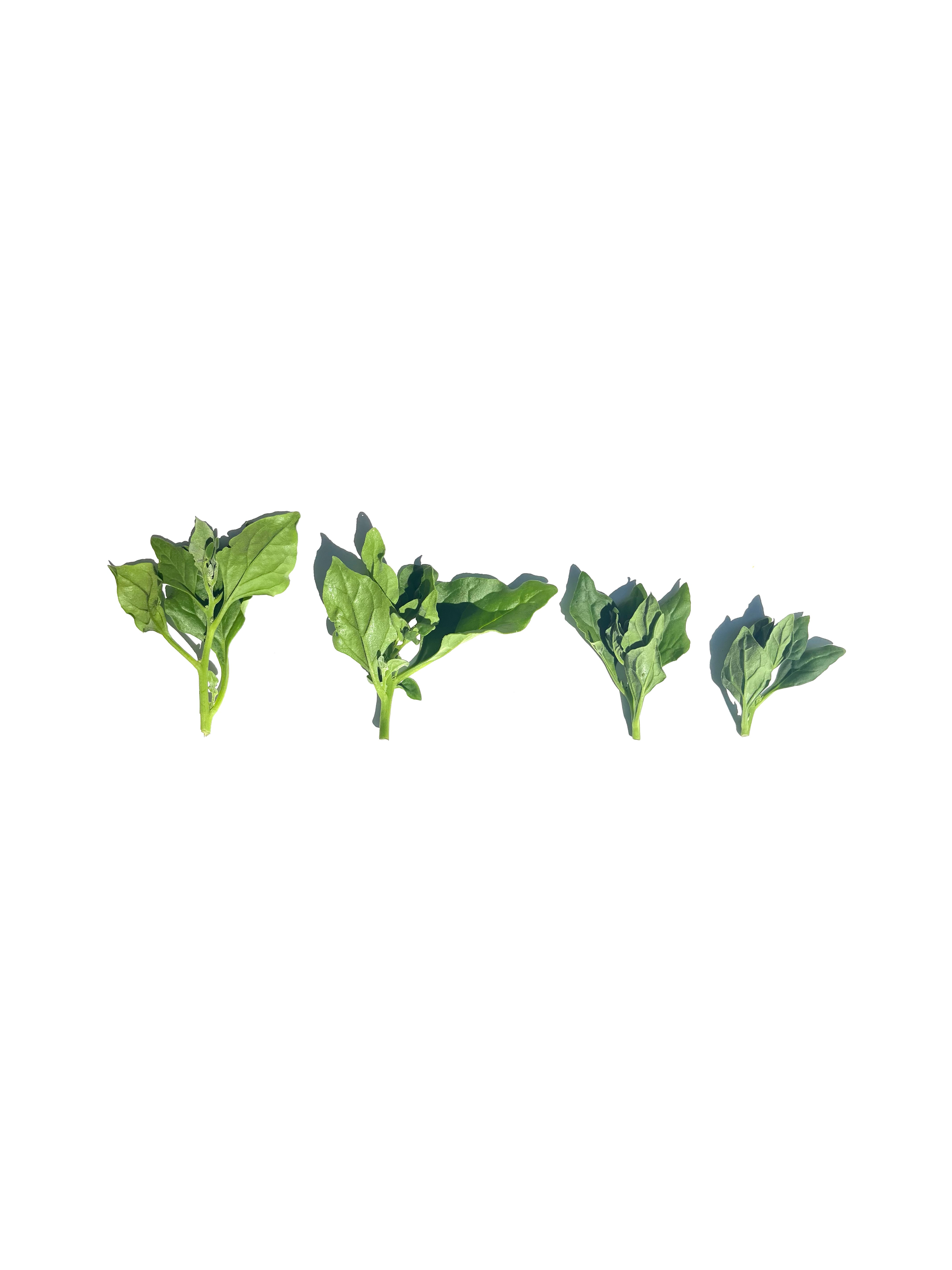 New Zealand spinach no.2