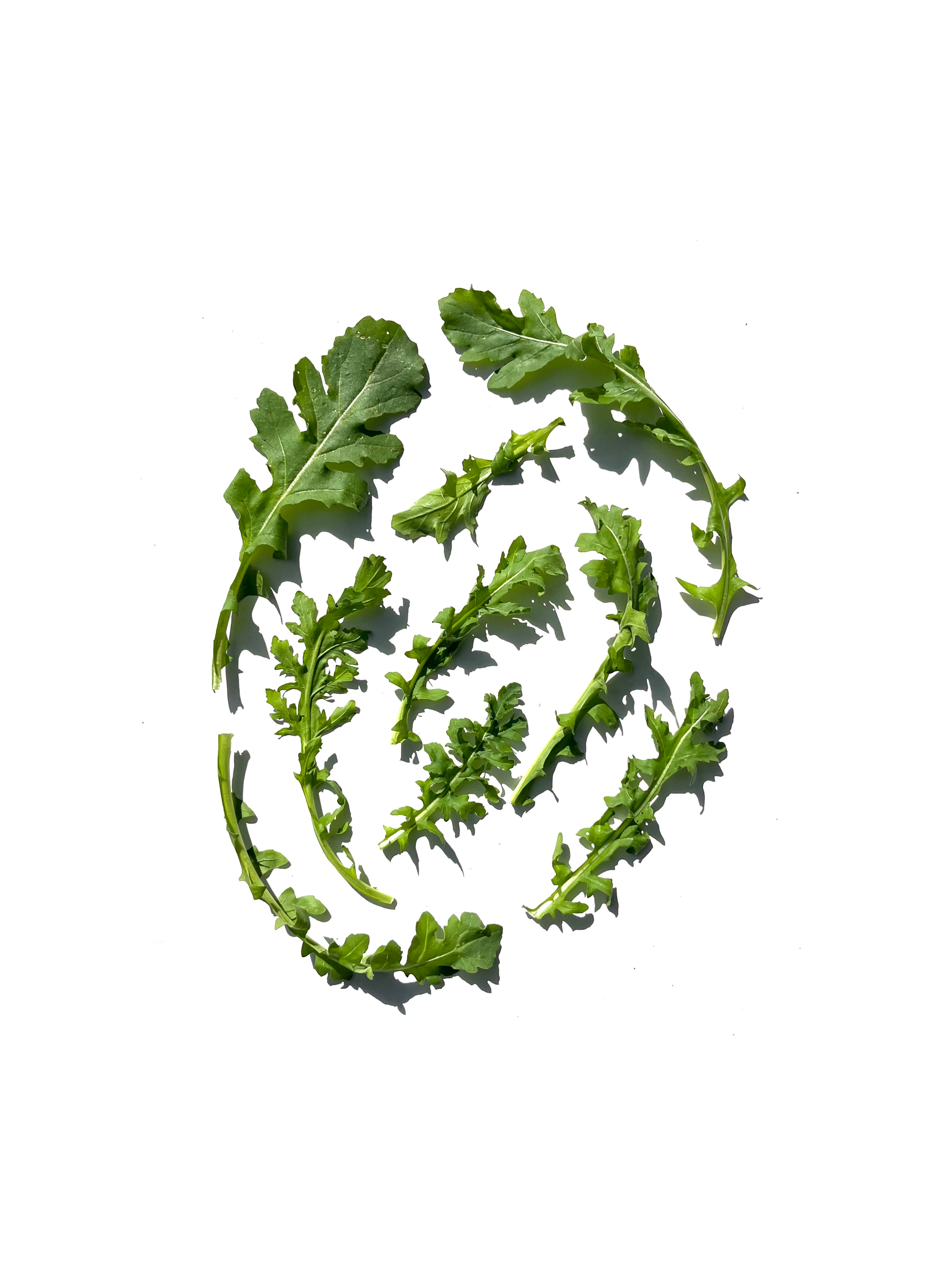 Arugula series