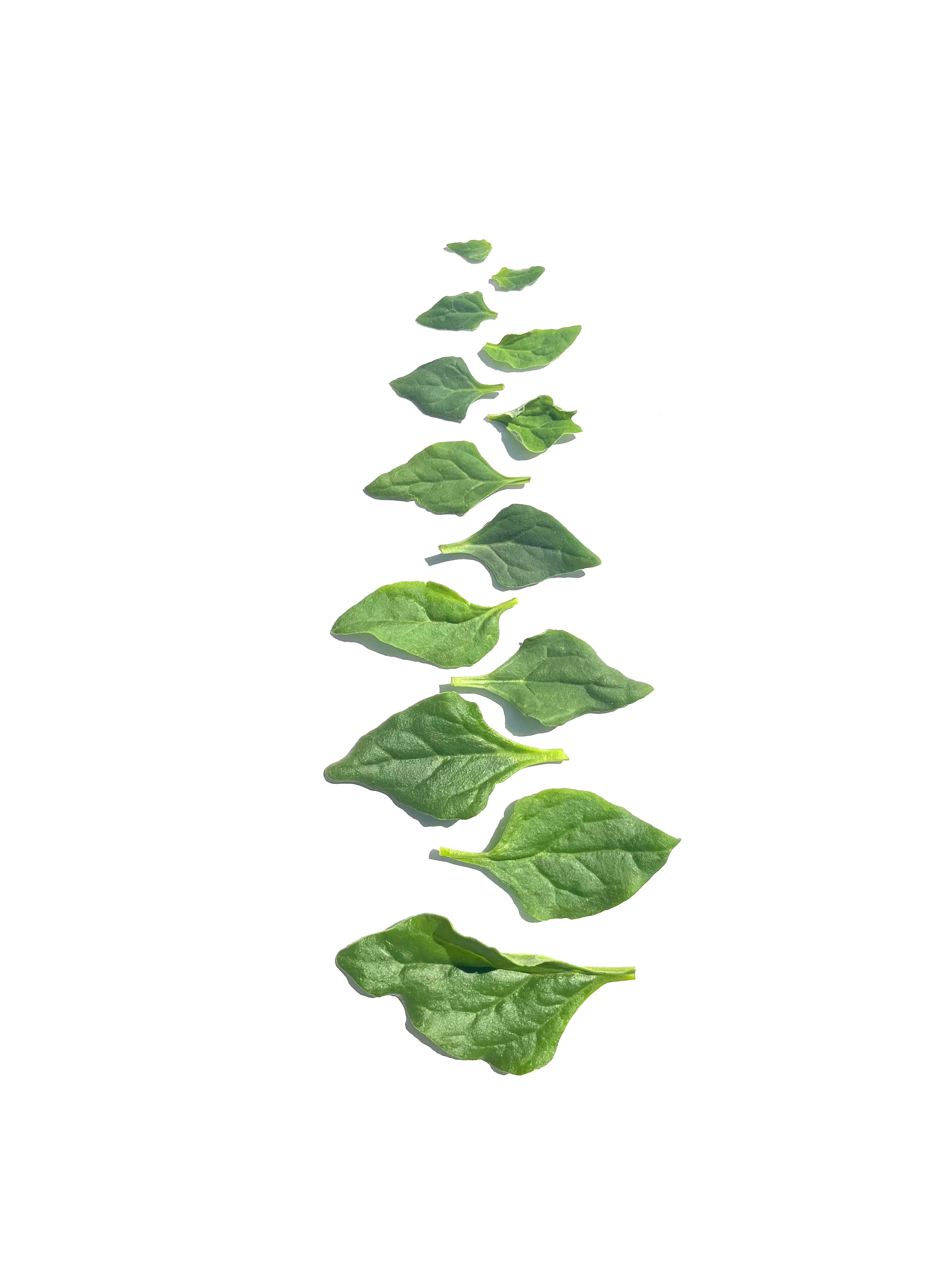 New Zealand spinach no.1