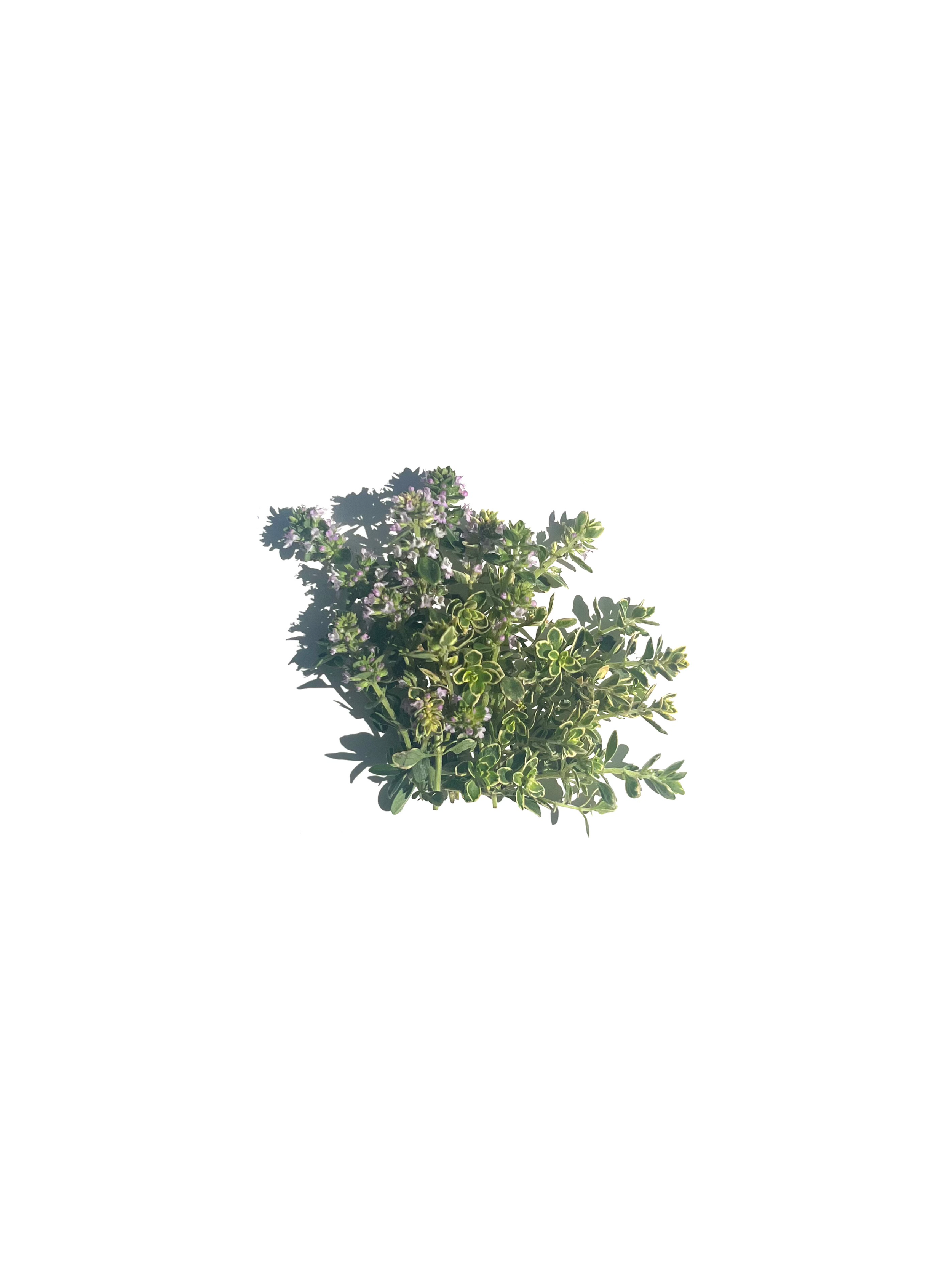 lemon thyme no.1