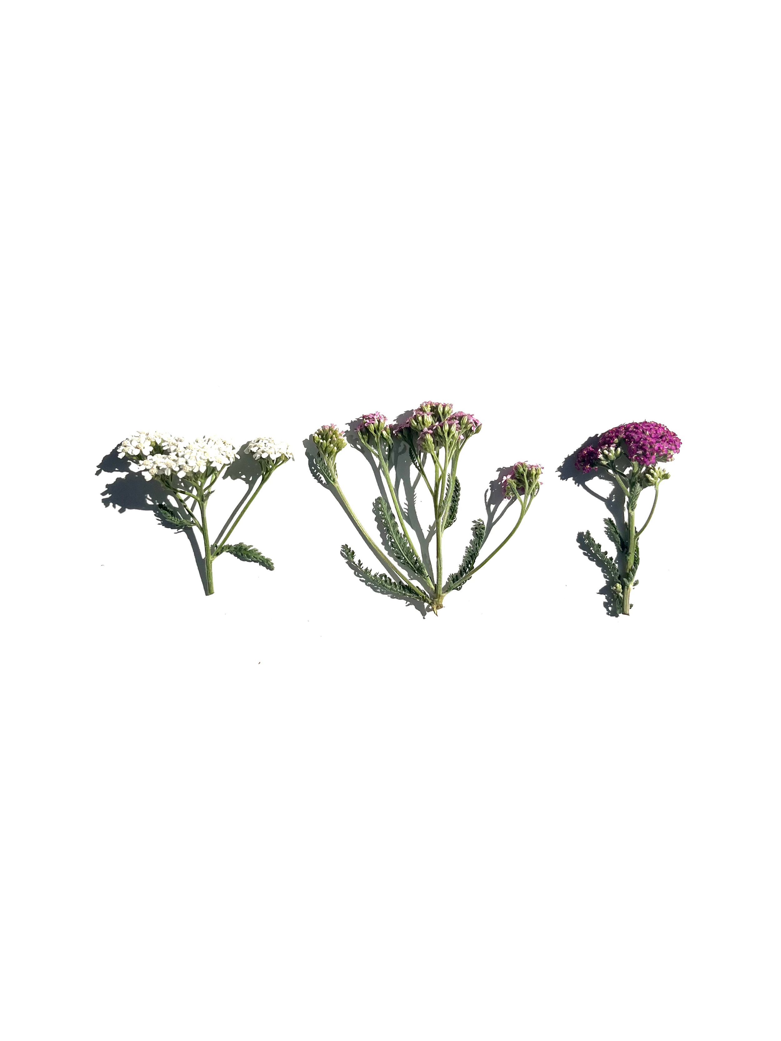 yarrow no.2