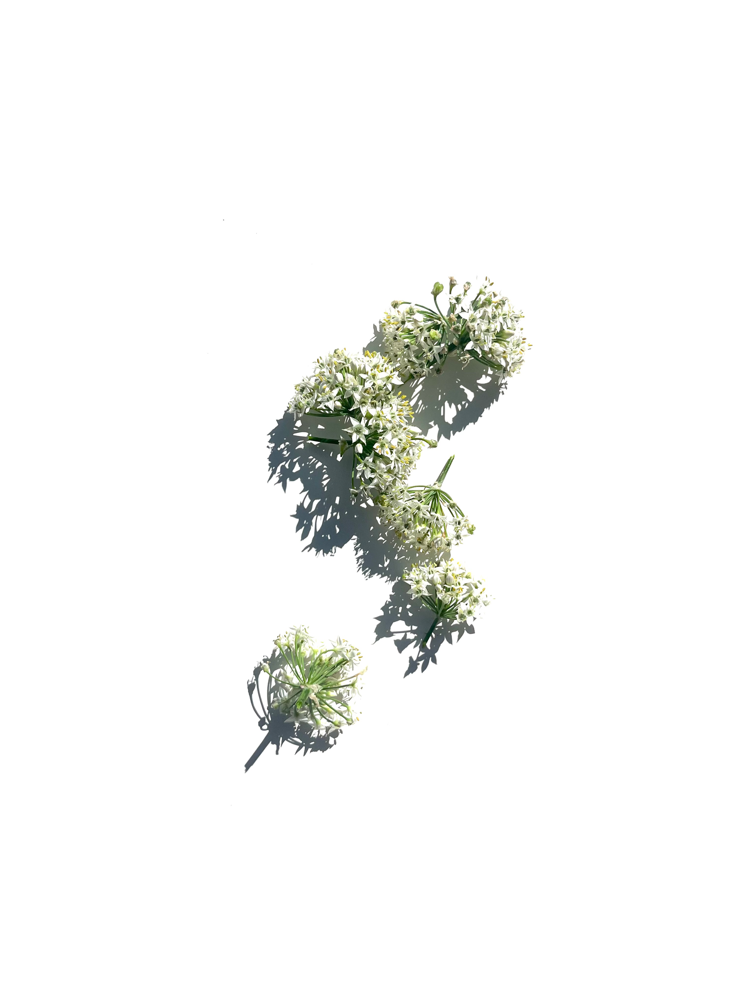 onion flower no.1