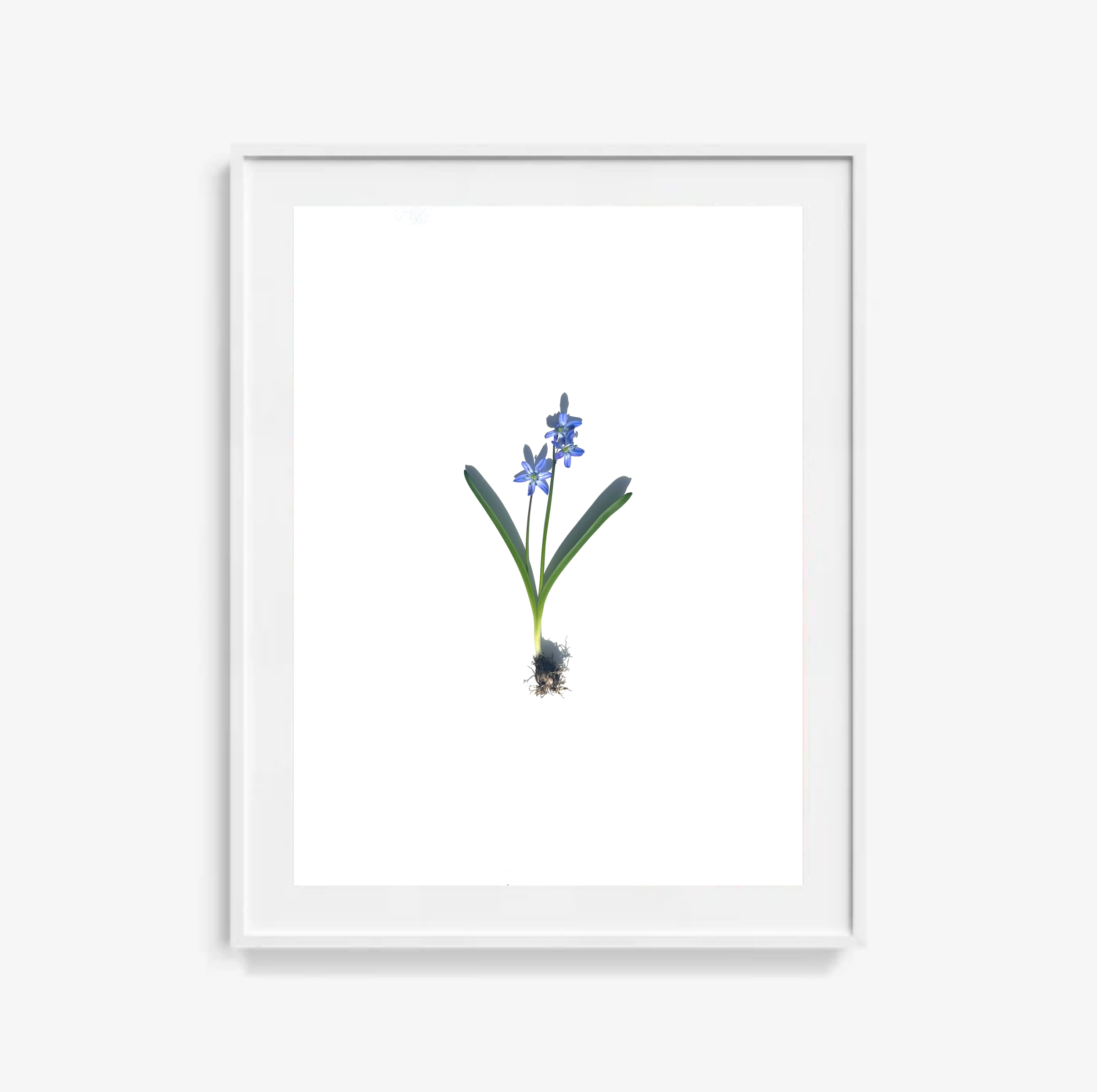 Glory of the Snow No.1 / Art Print