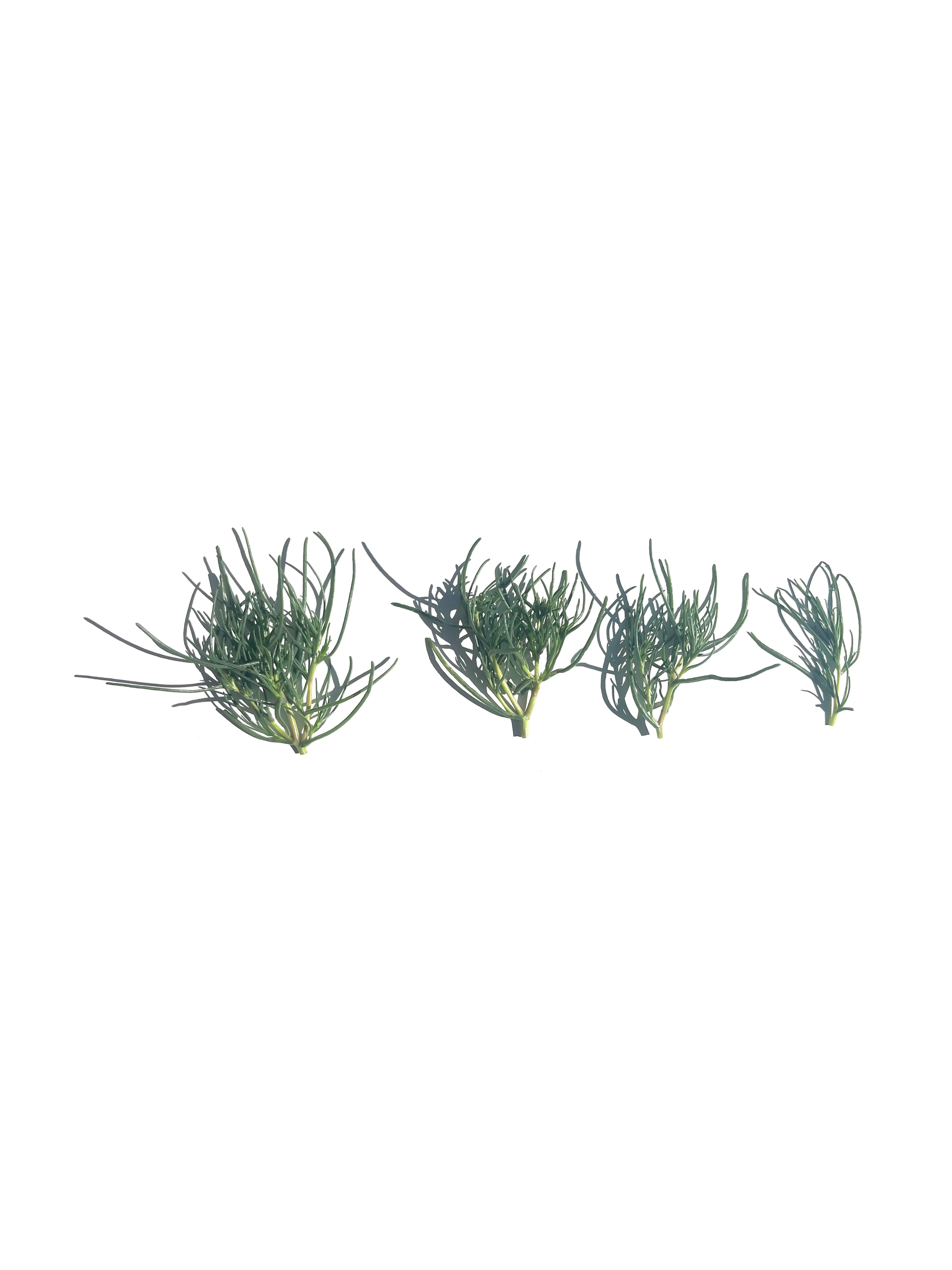 agretti no.4