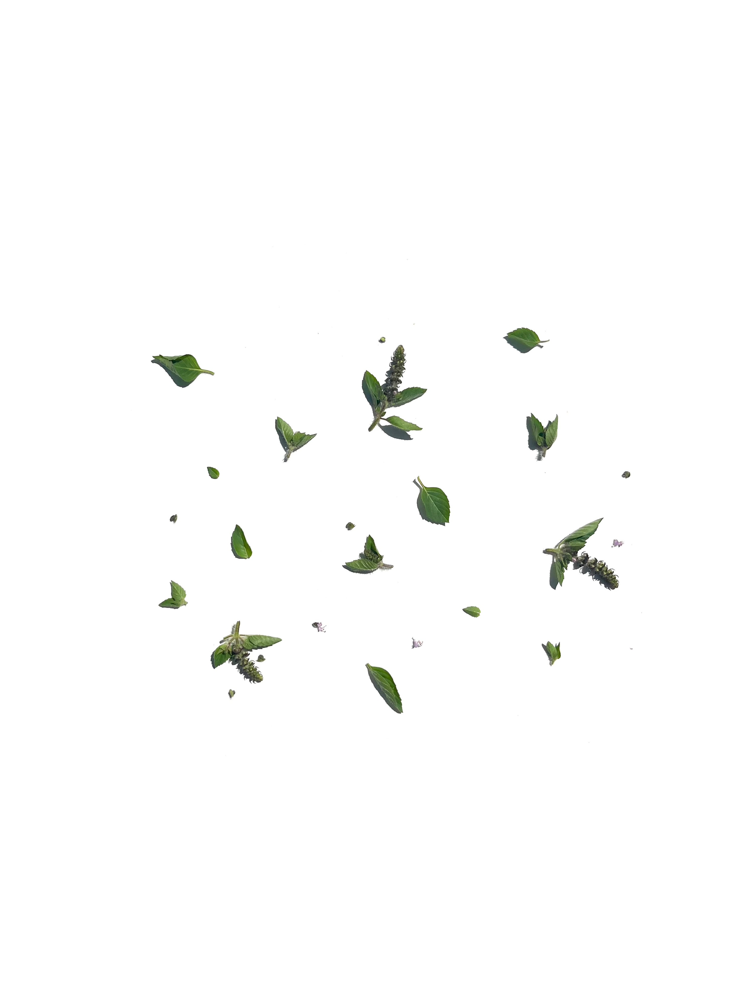 tulsi basil no.3