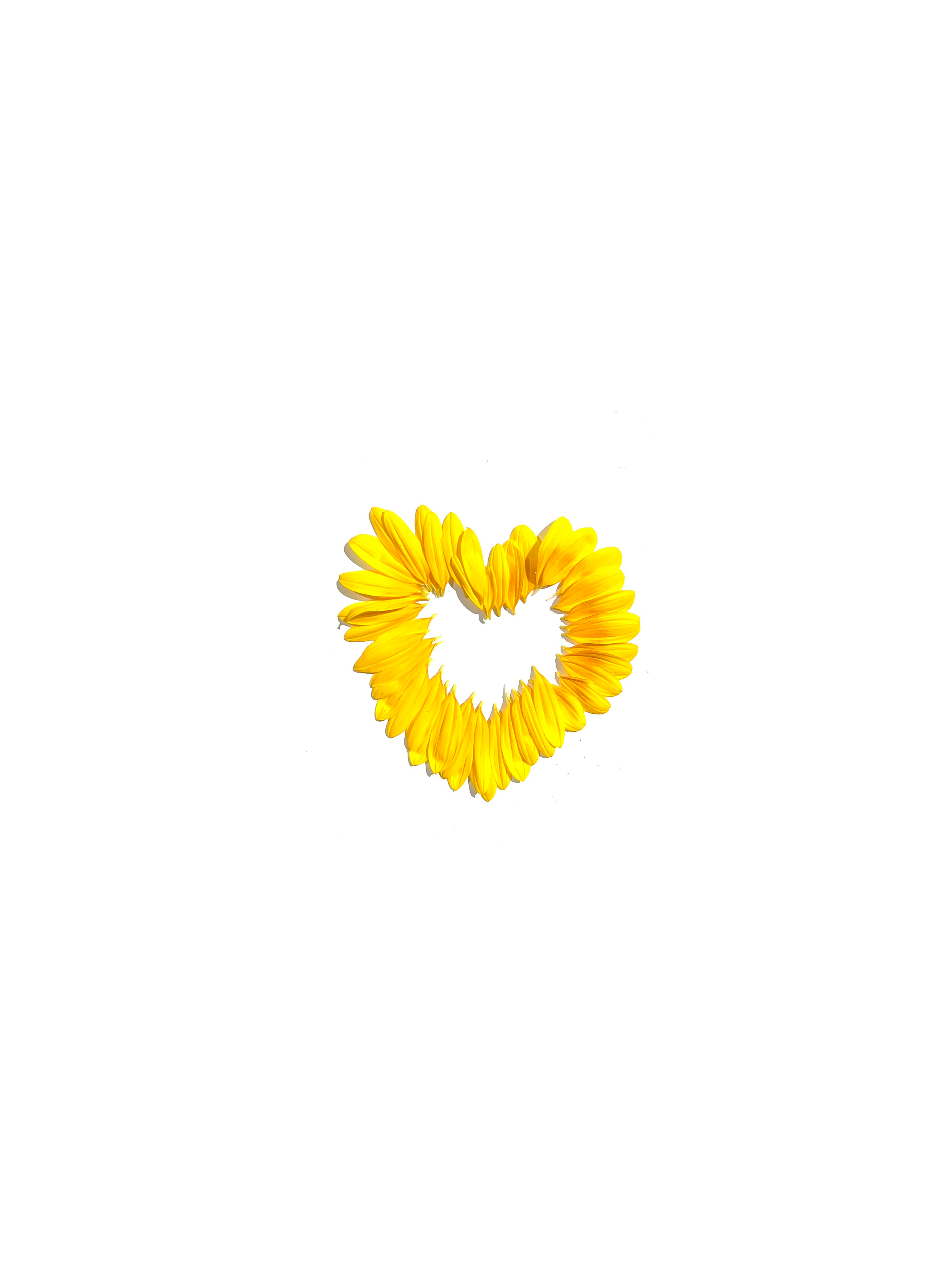 sunflower no.3