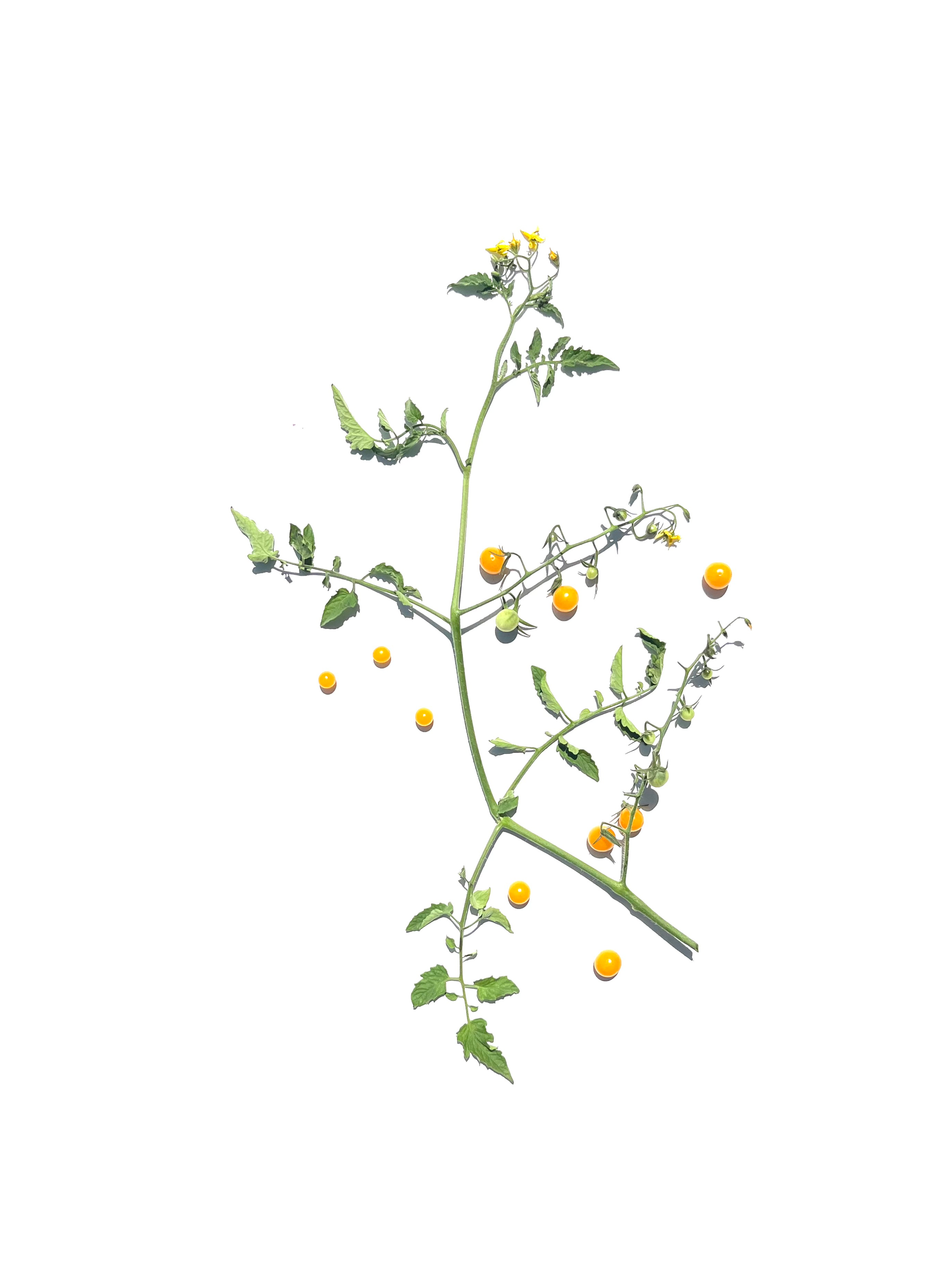 currant tomato no.1