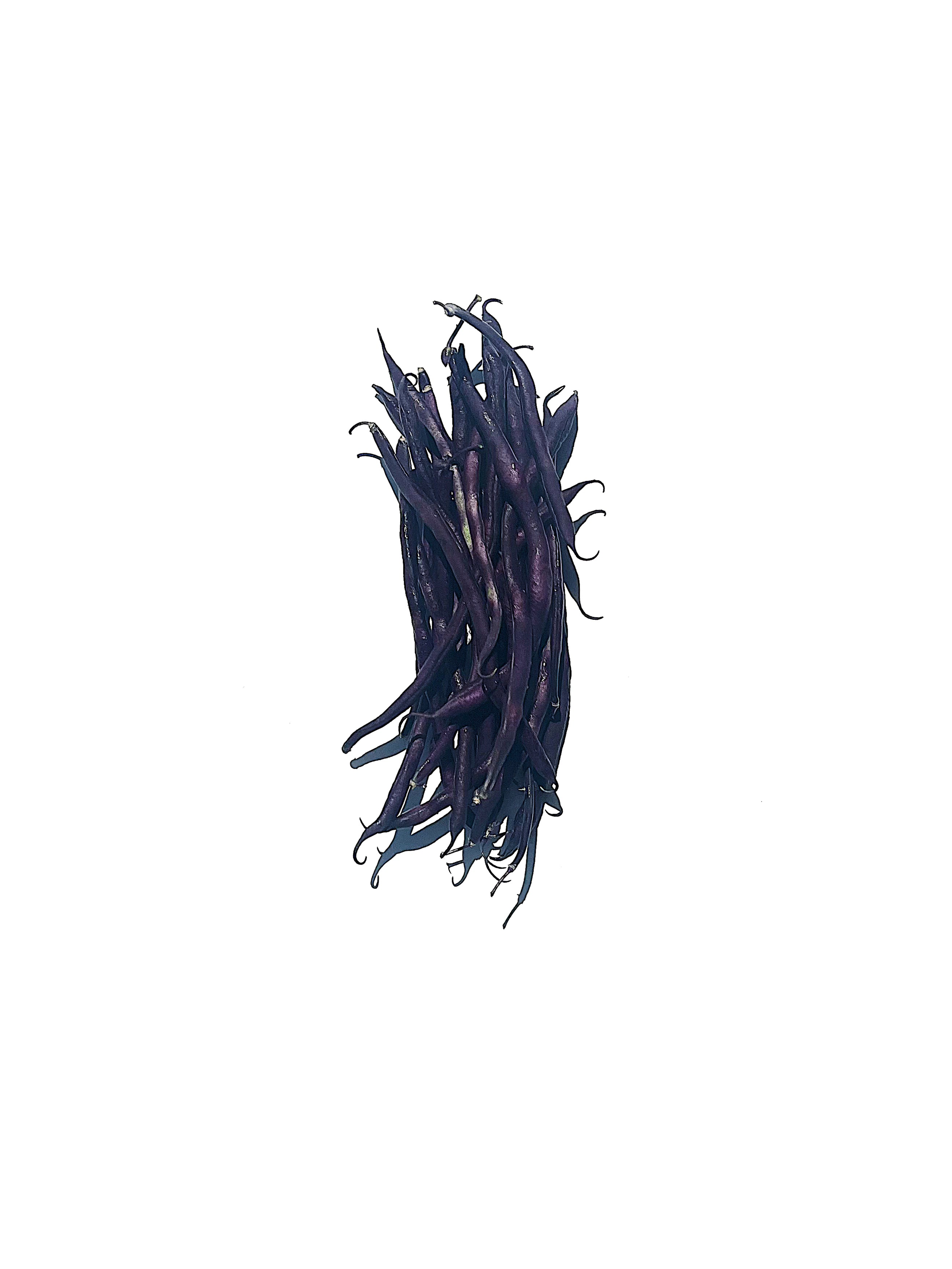 purple pole bean no.1