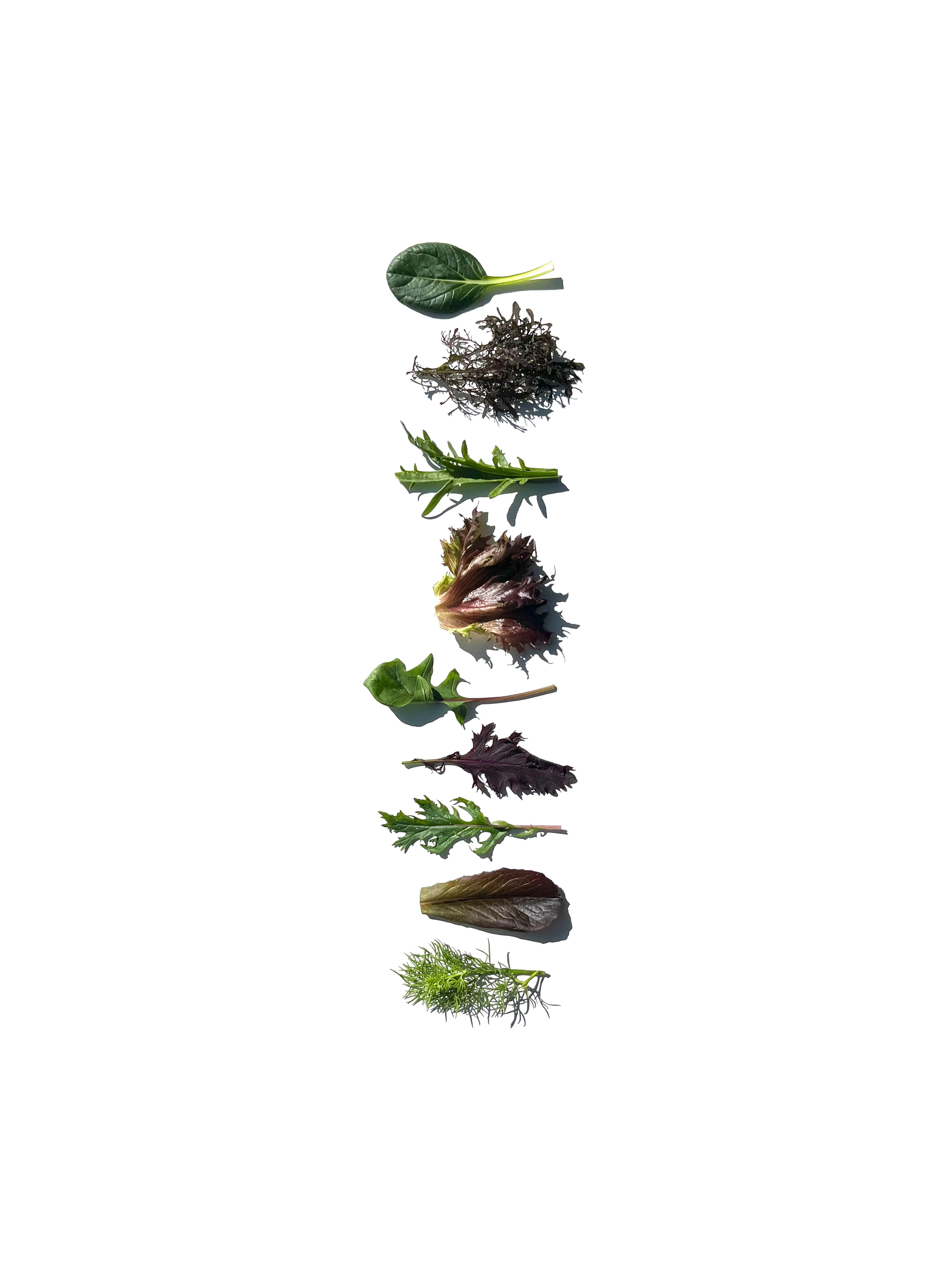 salad no.1