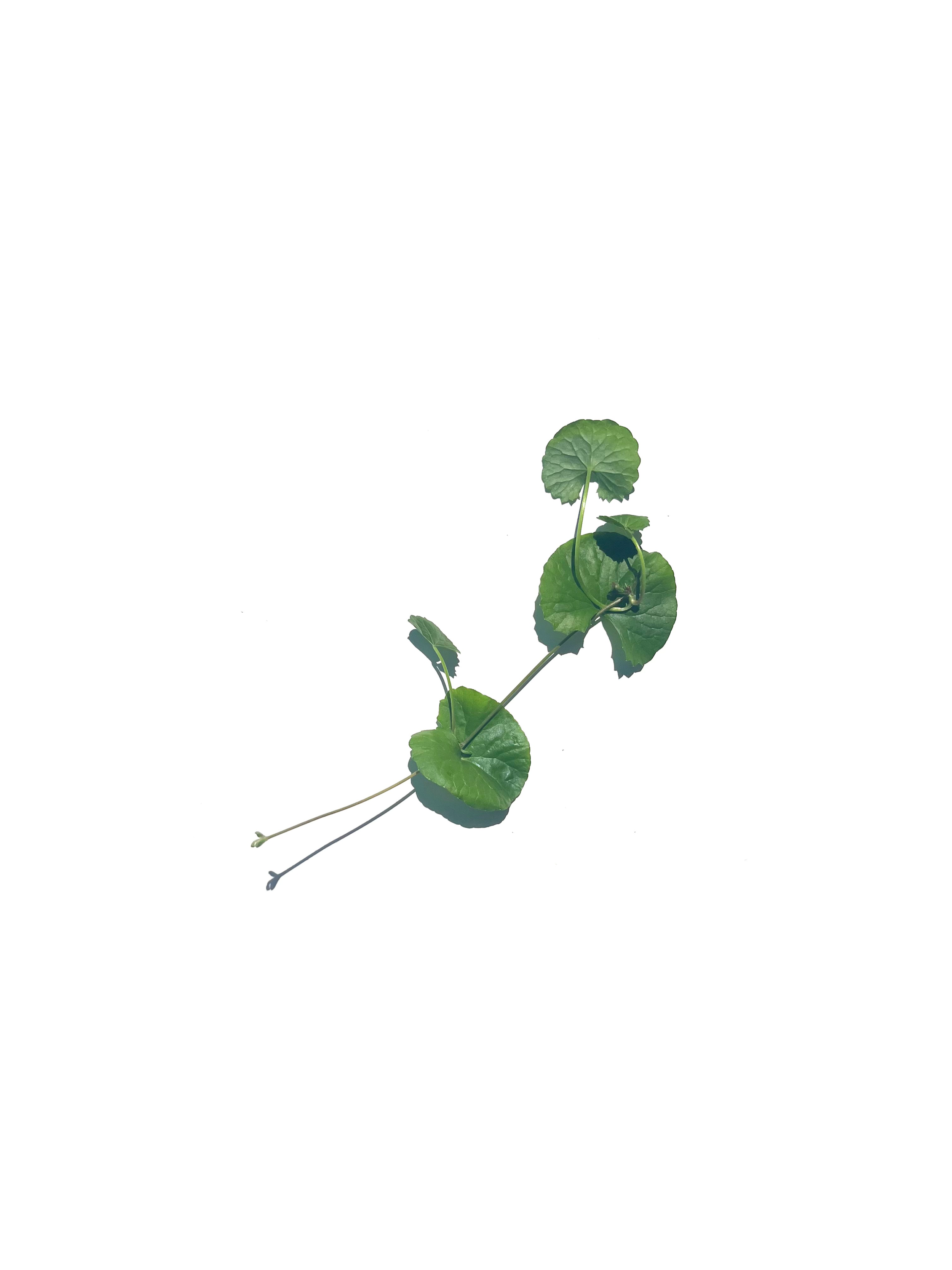 gotu kola no.1