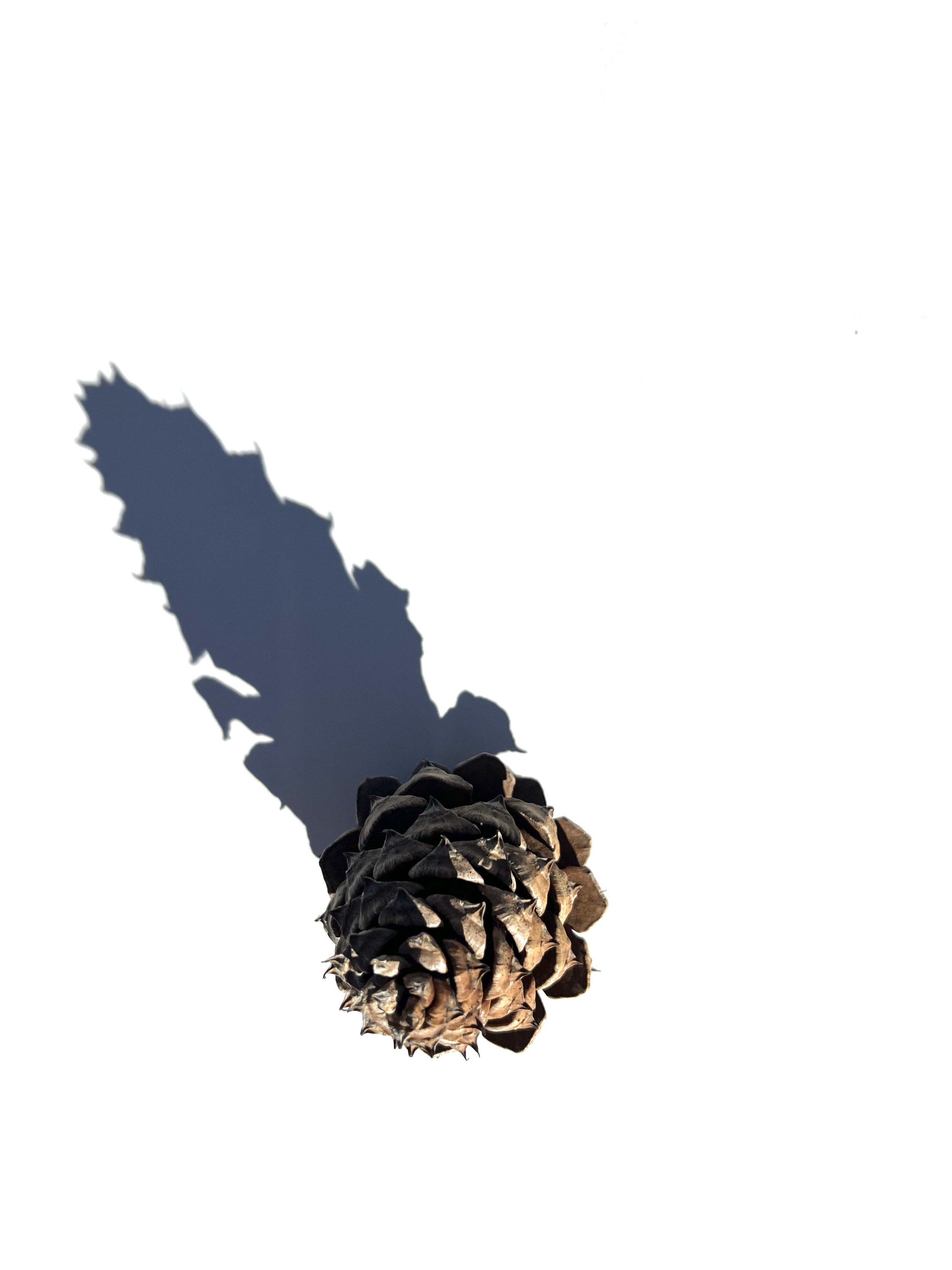 pine cone no.1