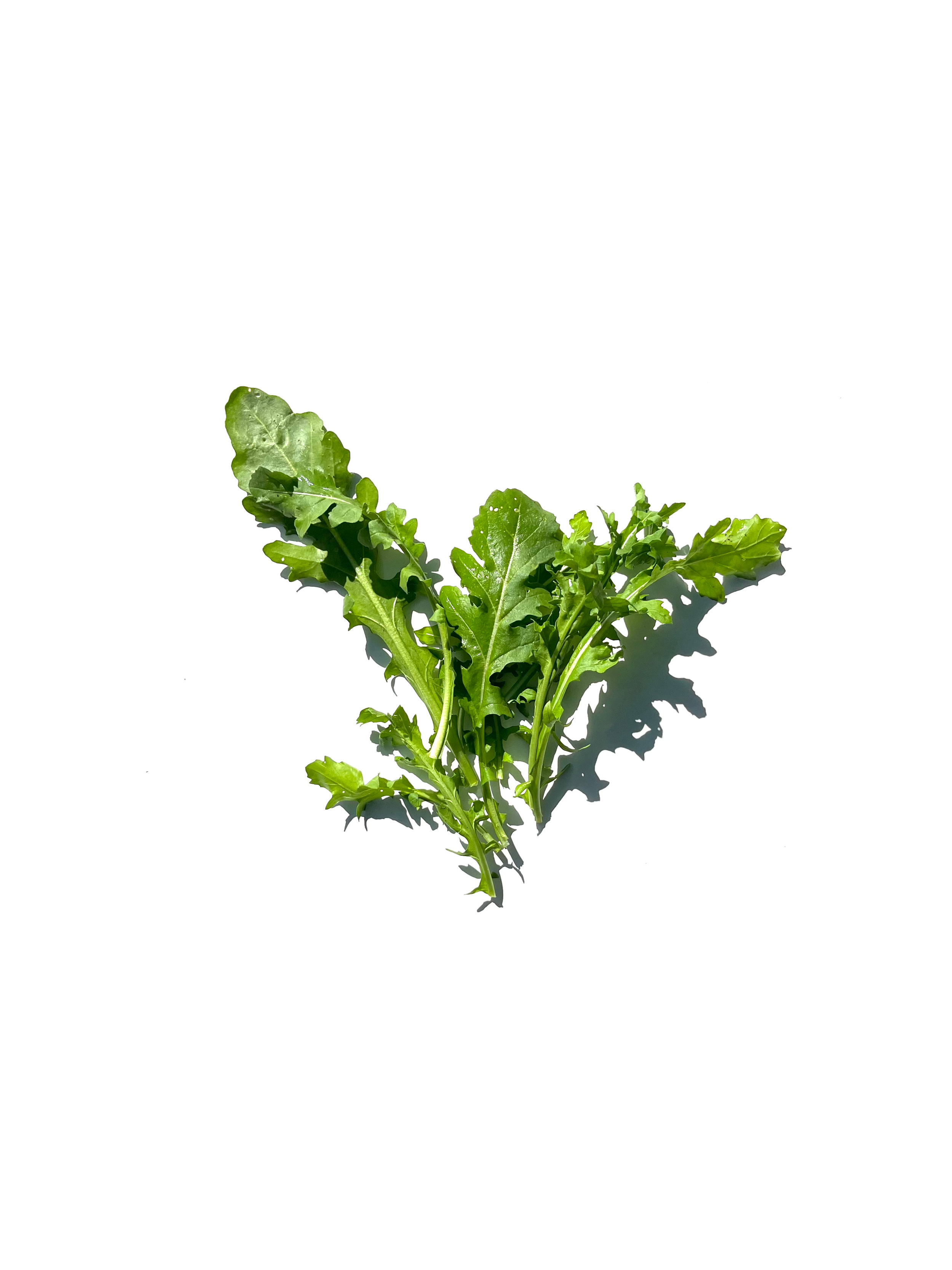 arugula no.1