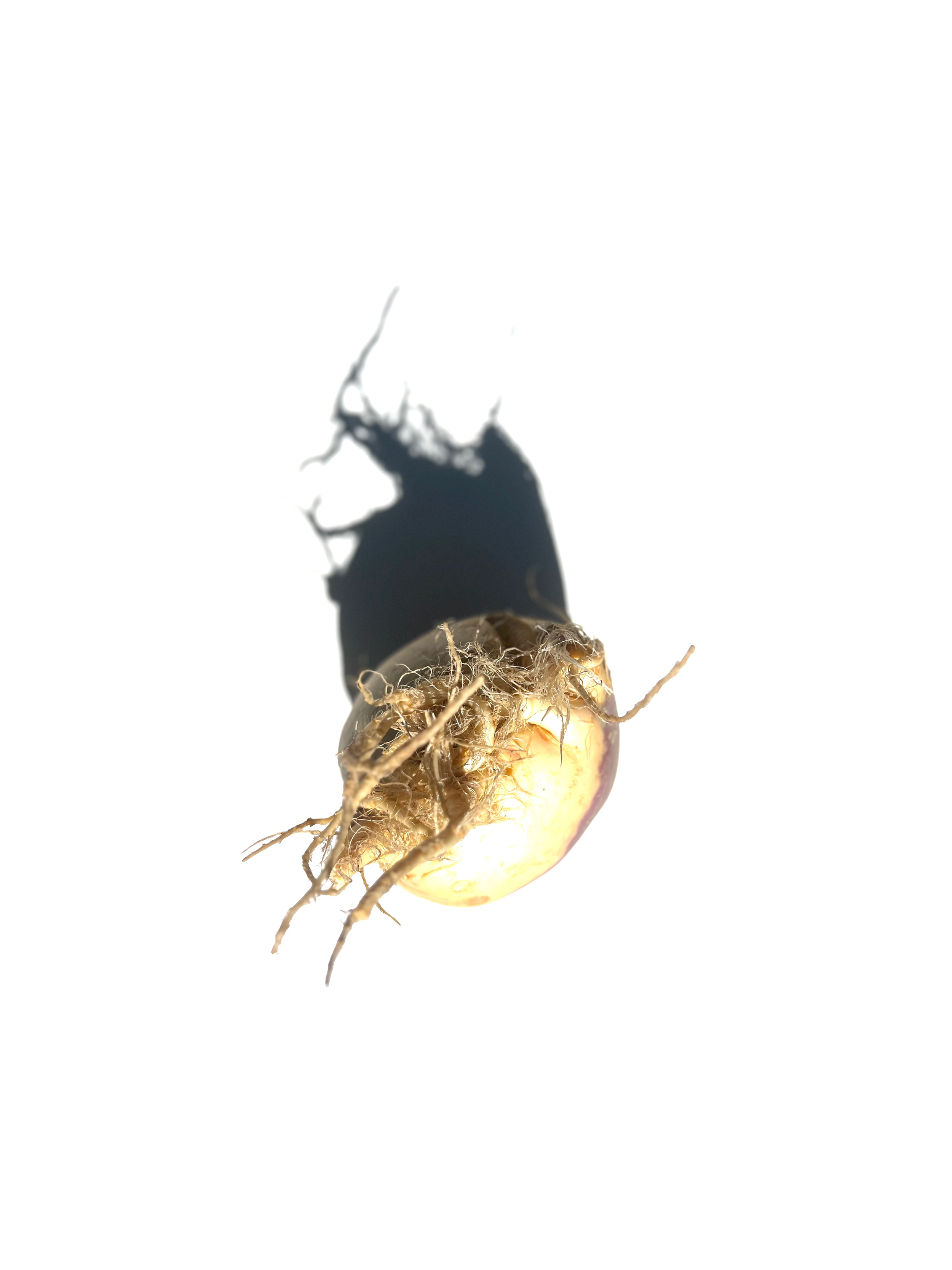 rutabaga no.2
