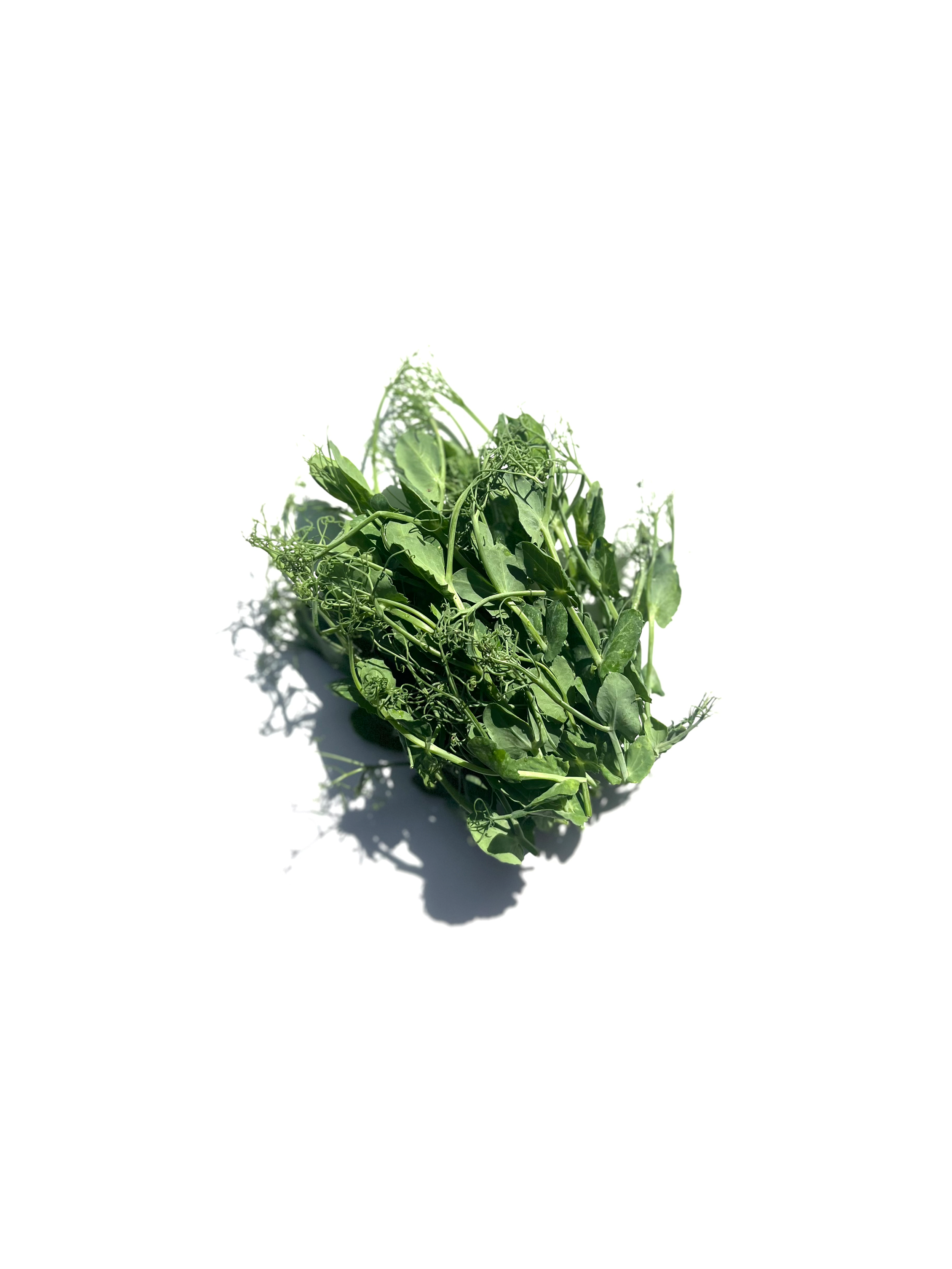 pea tendril no.2
