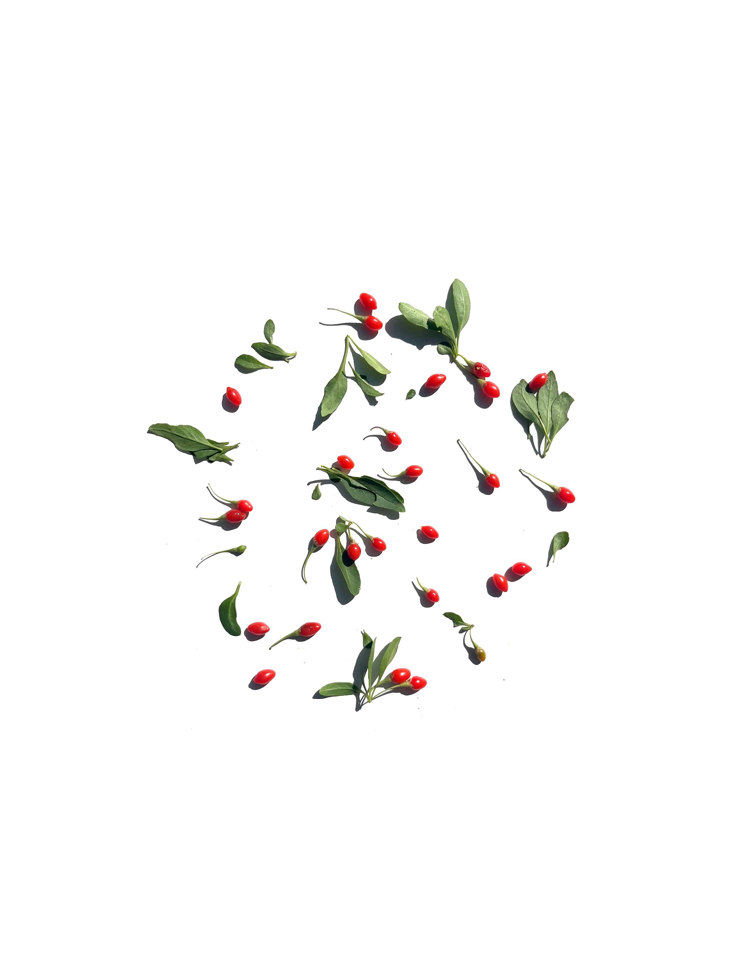 gogi berry no.3