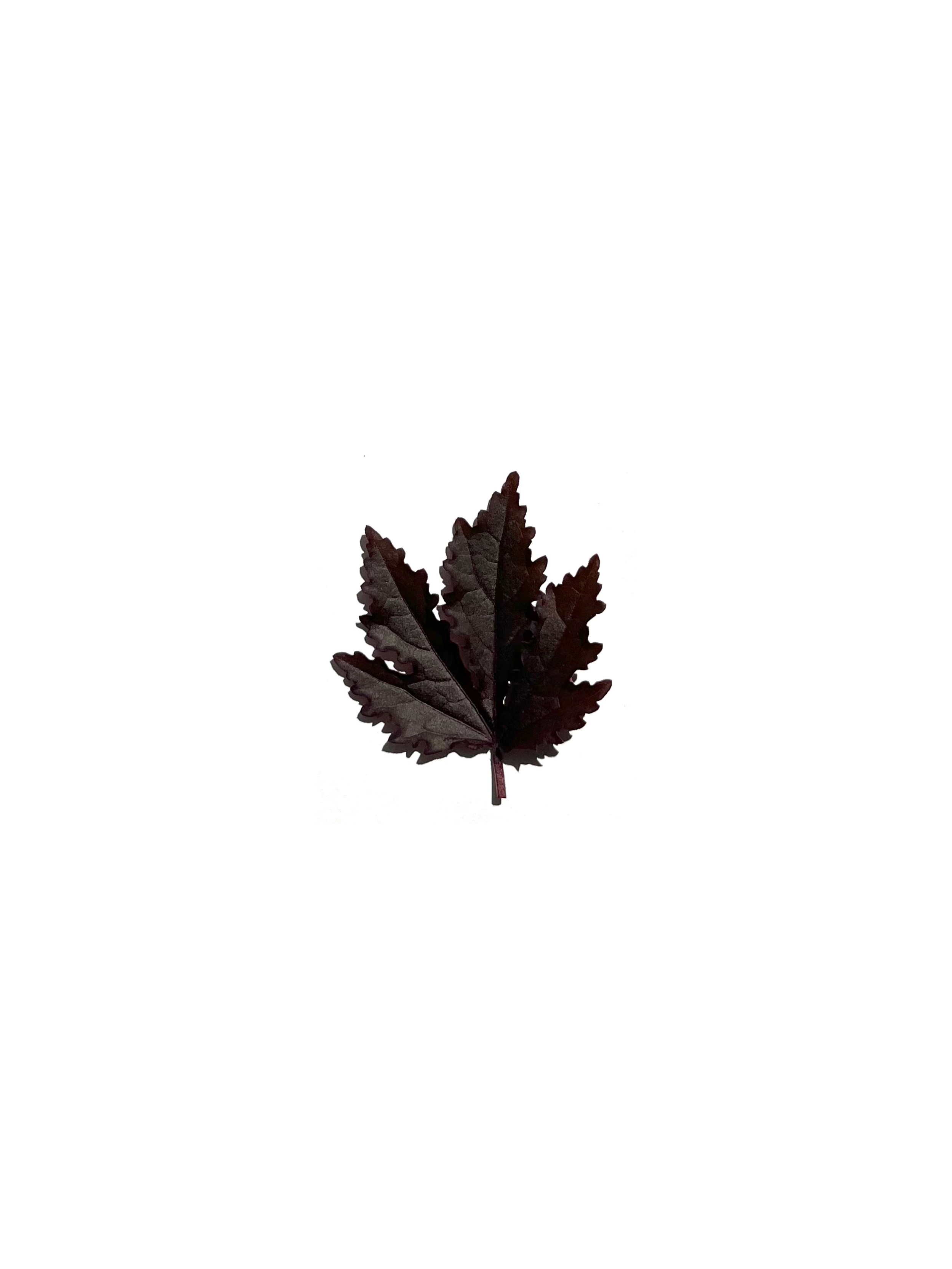 cranberry hibiscus no.1