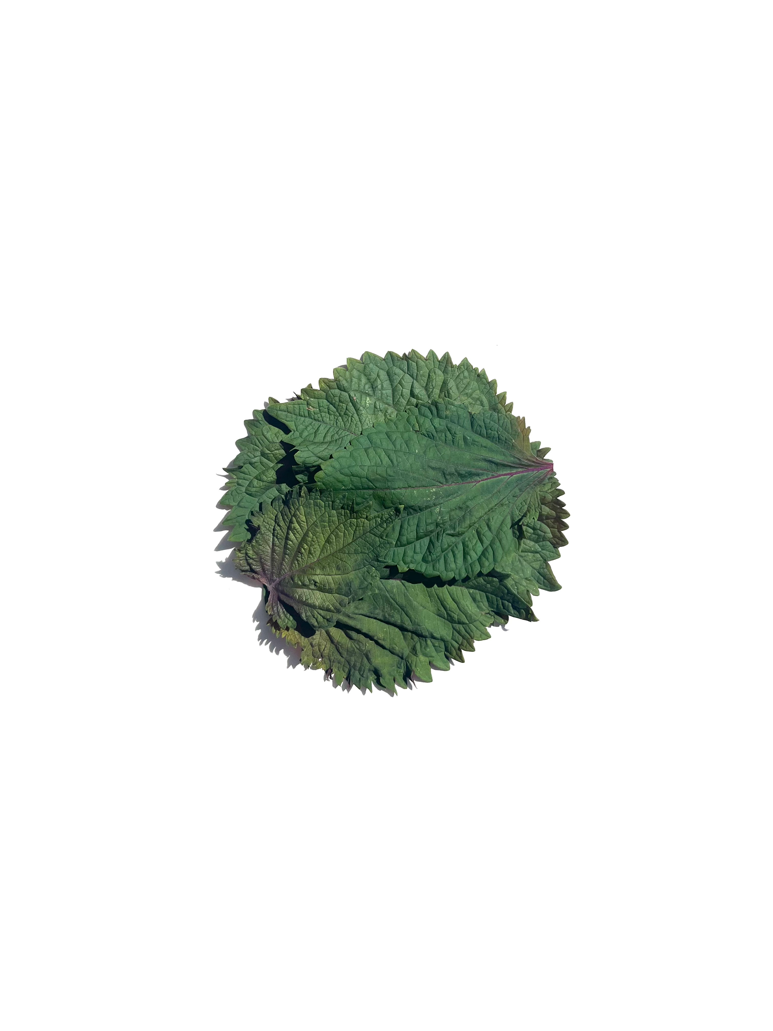 Britton shiso no.3