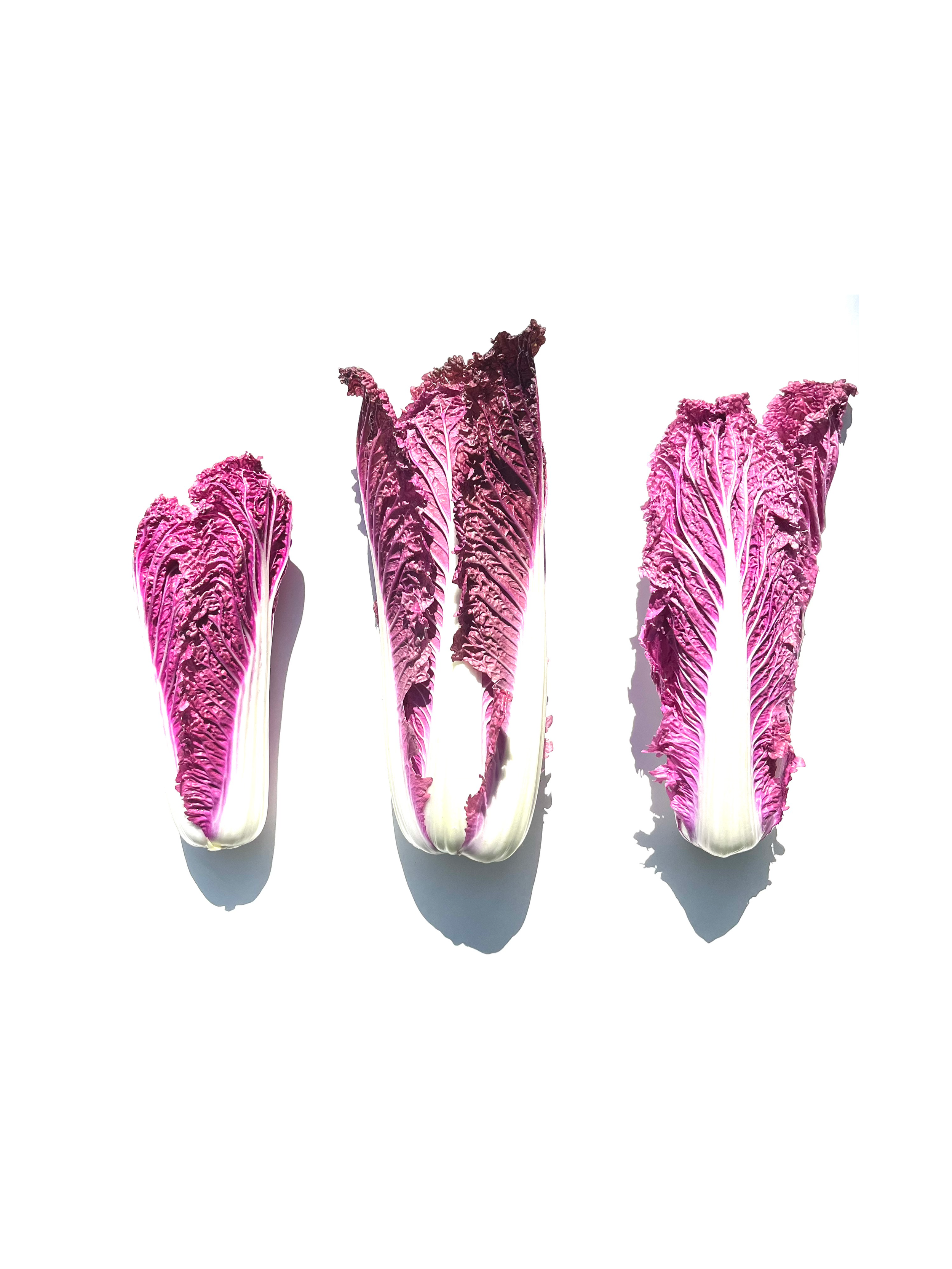 purple napa cabbage no.3