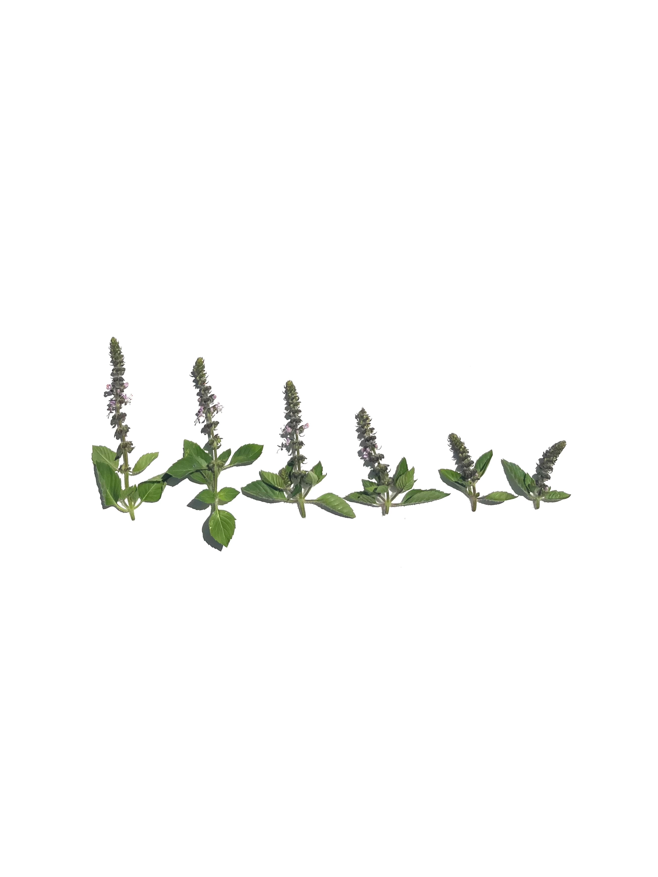 tulsi basil no.2