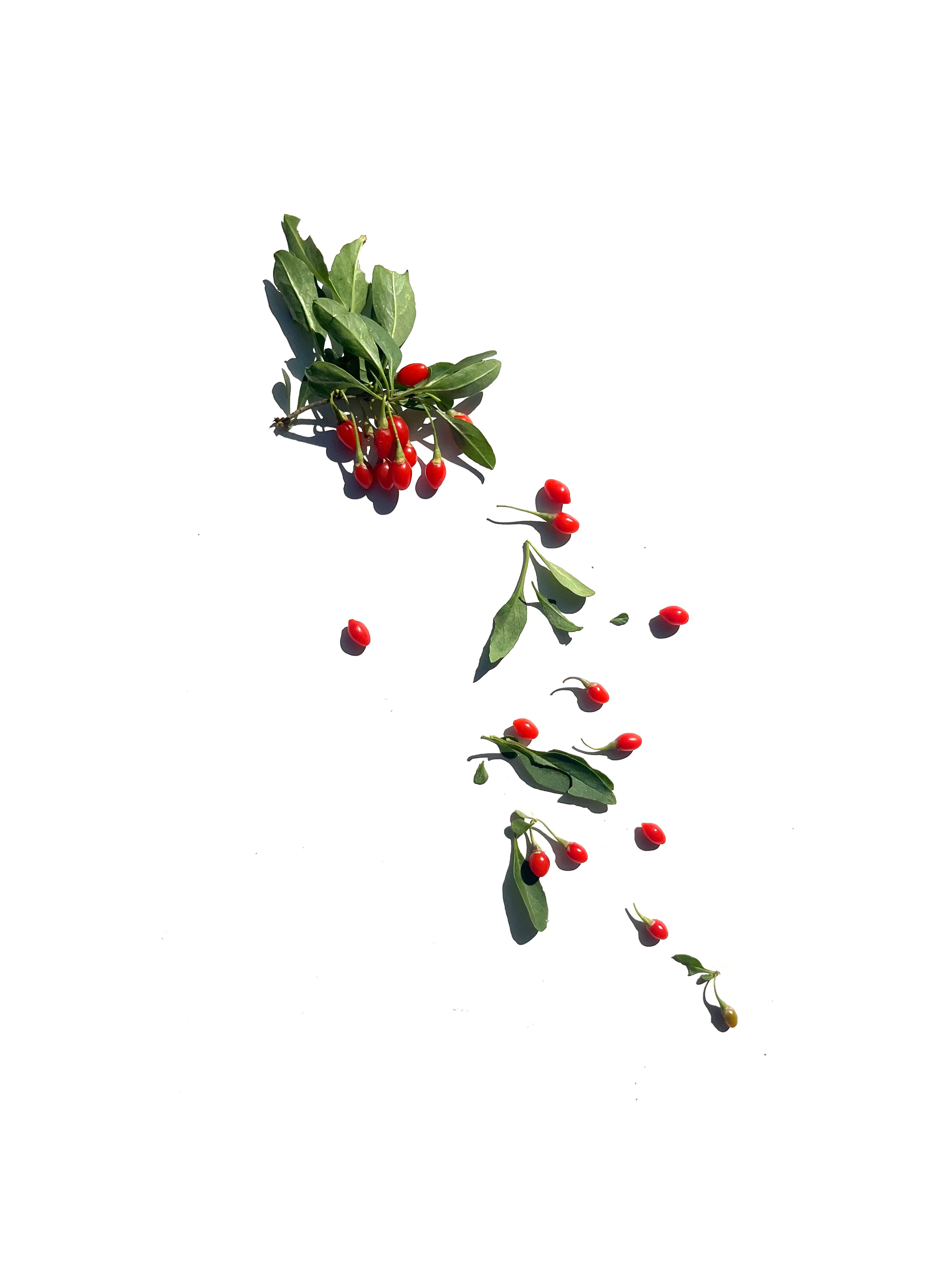 Gogi berry series