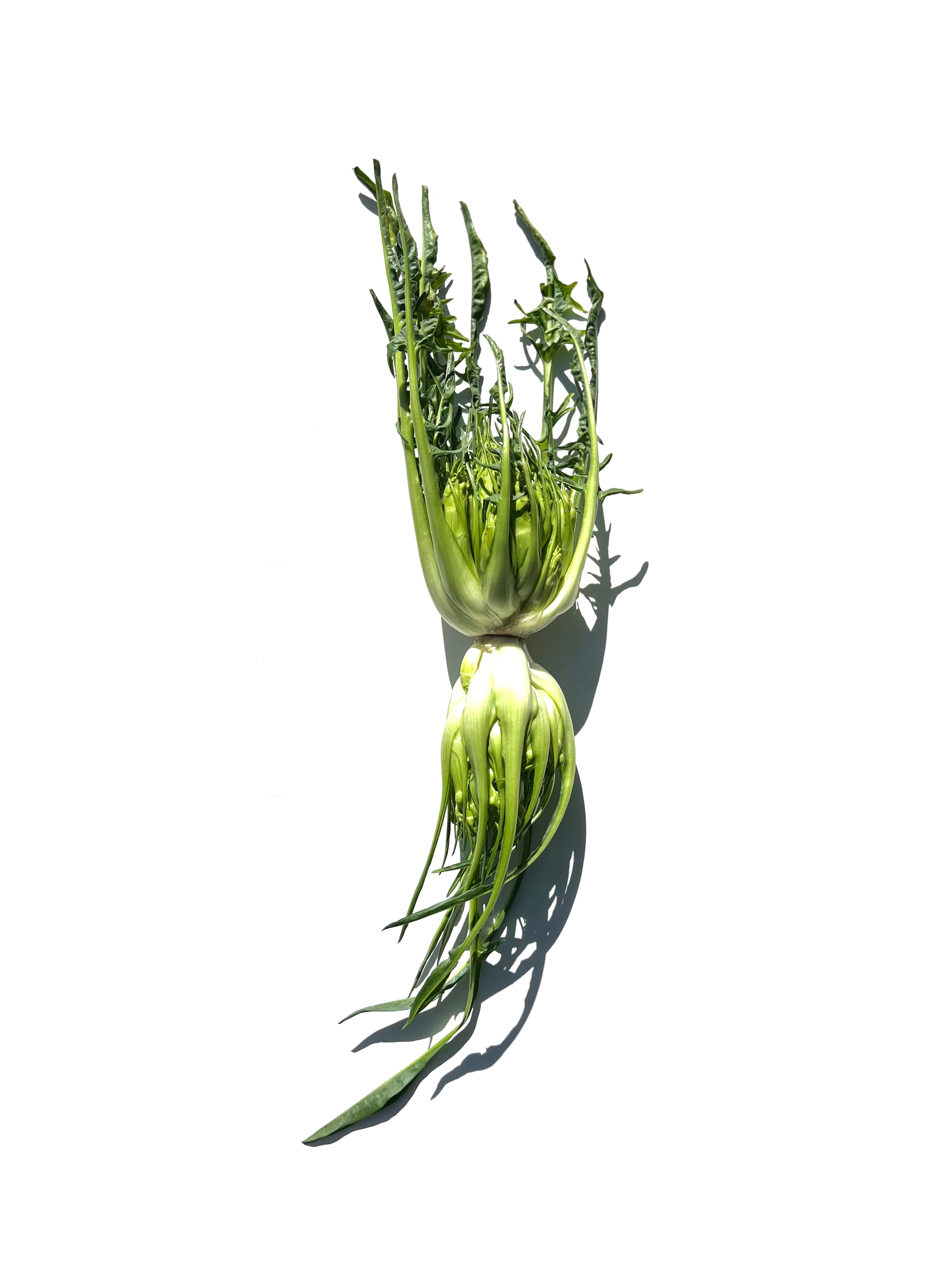 puntarelle no.2