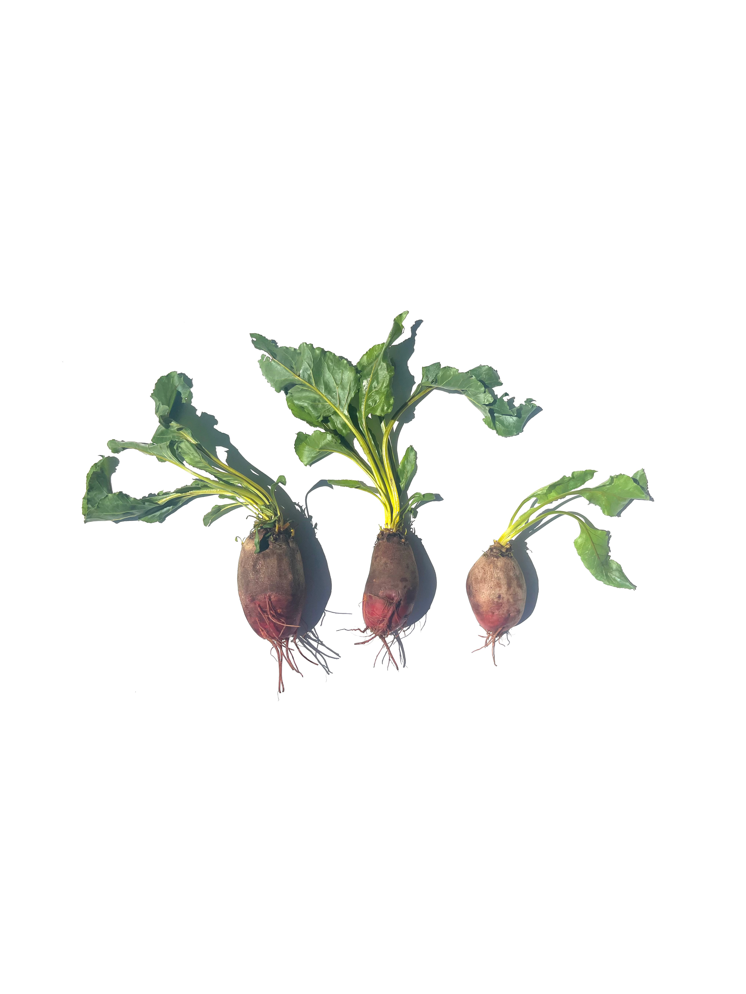 beet no.3