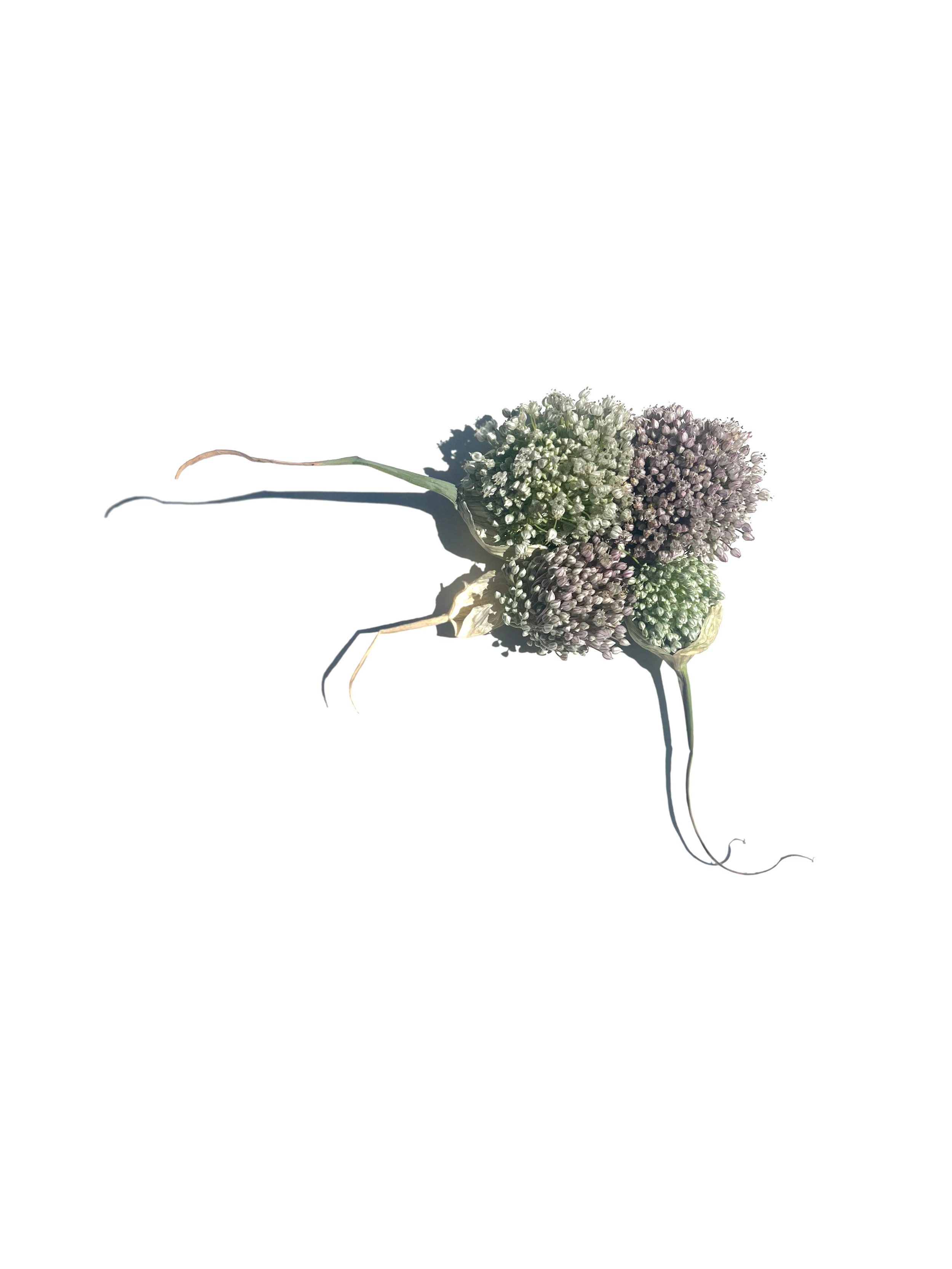 leek flower no.4