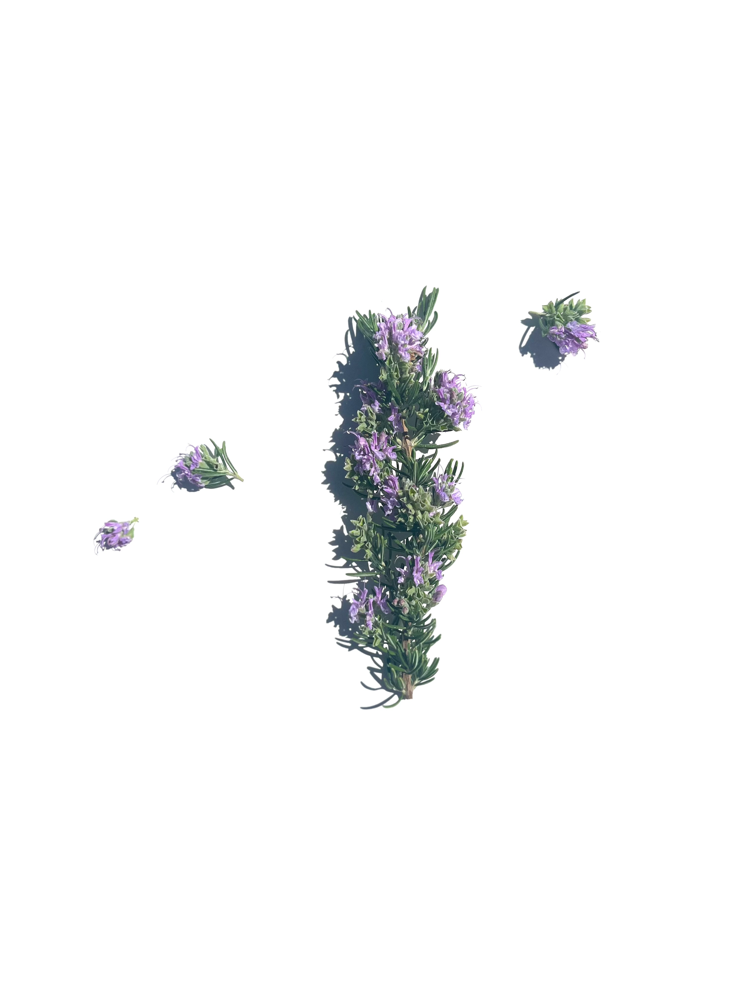 Rosemary flowers series