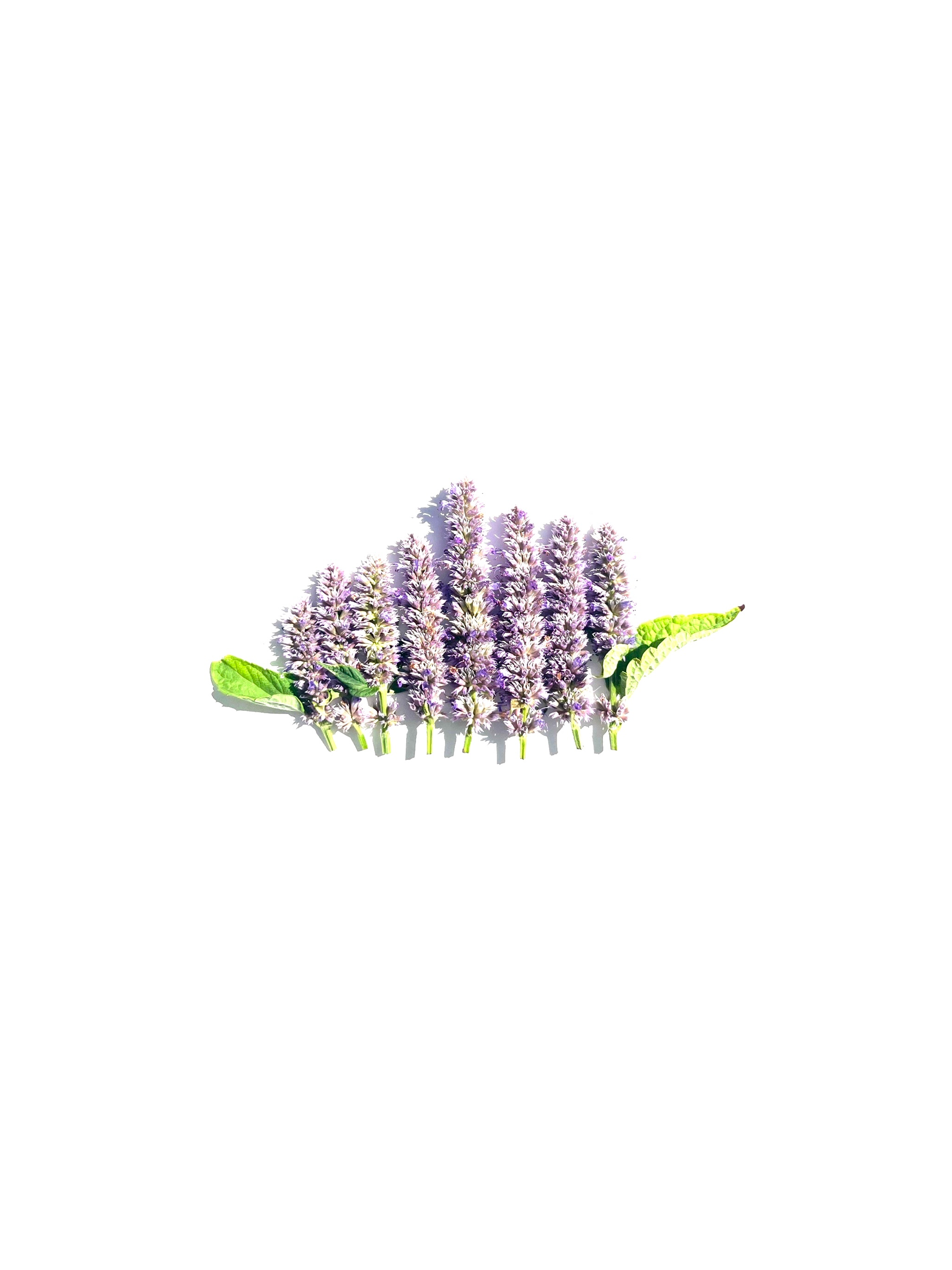 anise hyssop no.2