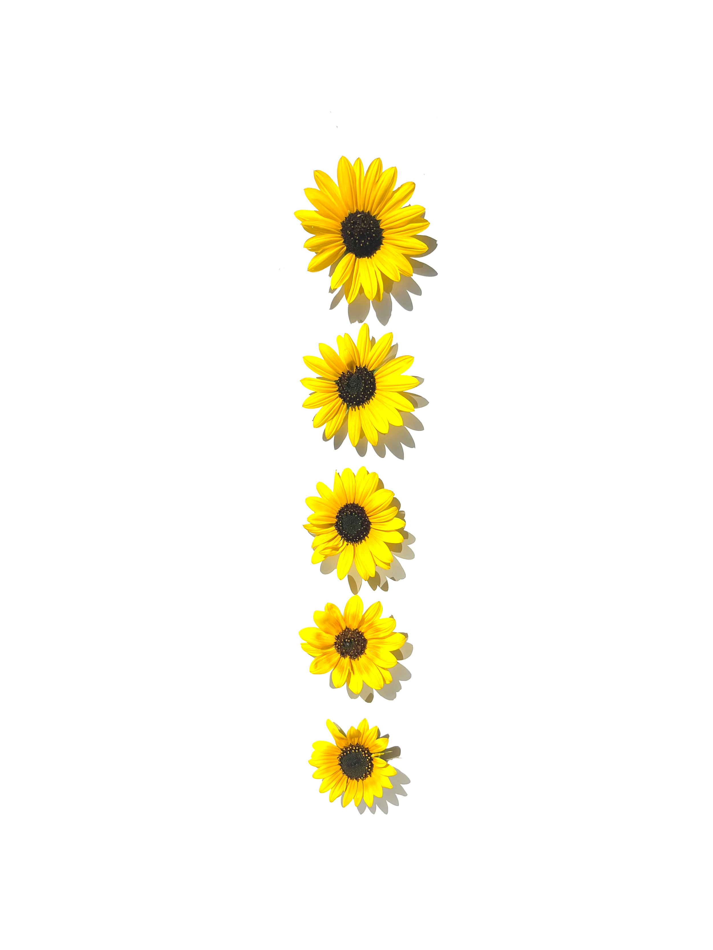 sunflower no.1
