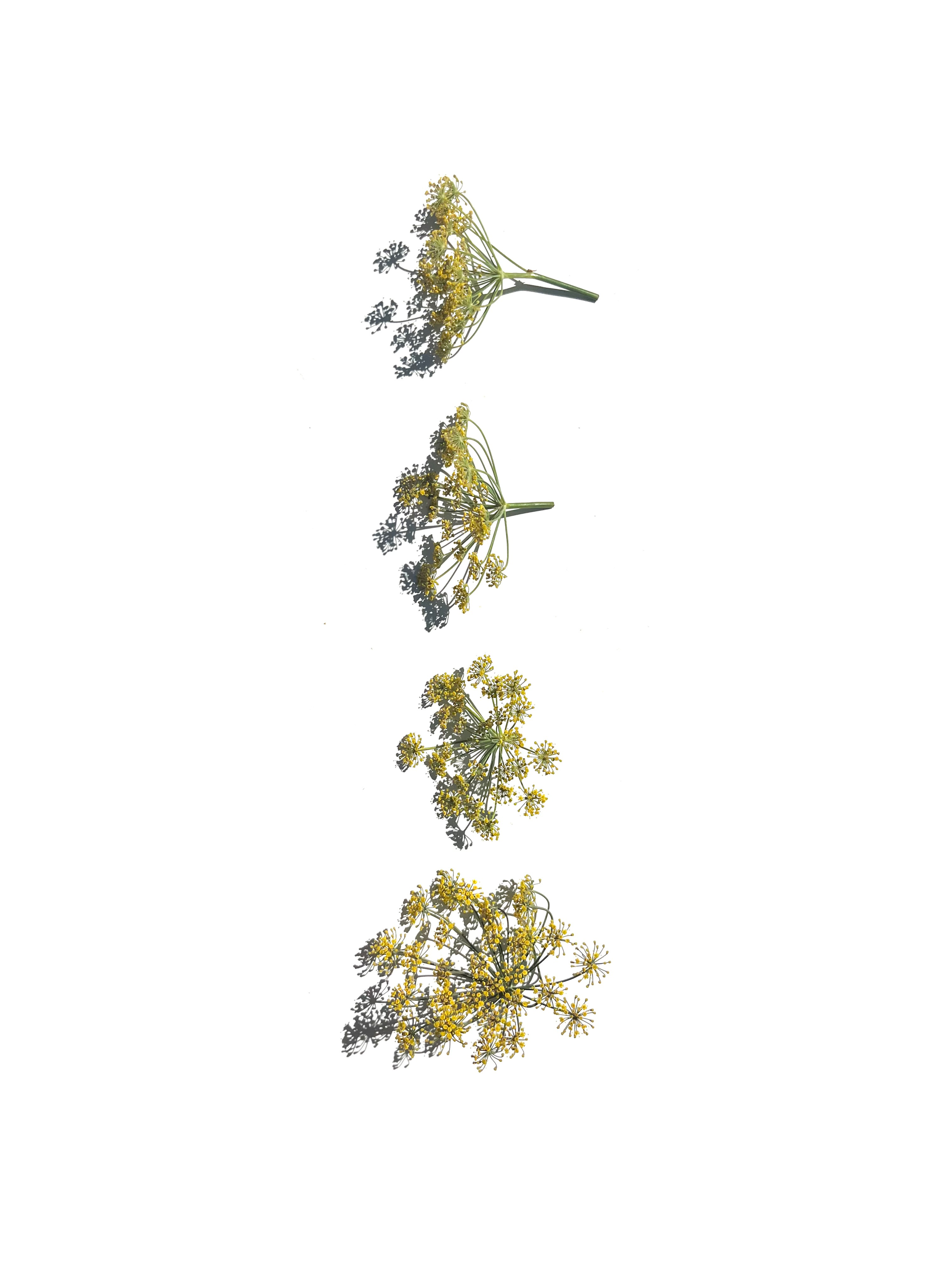 fennel flower no.2