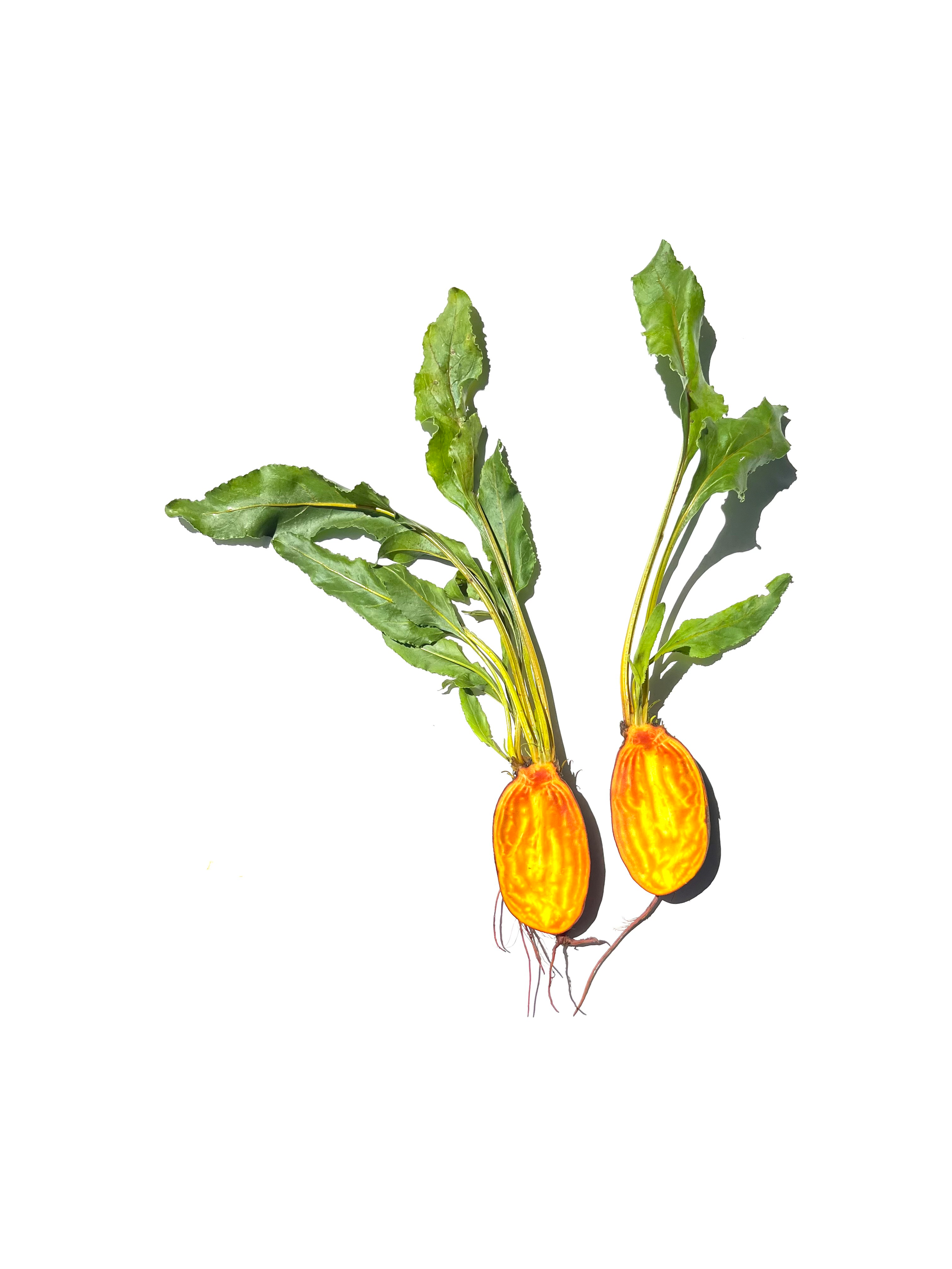 beet no.2